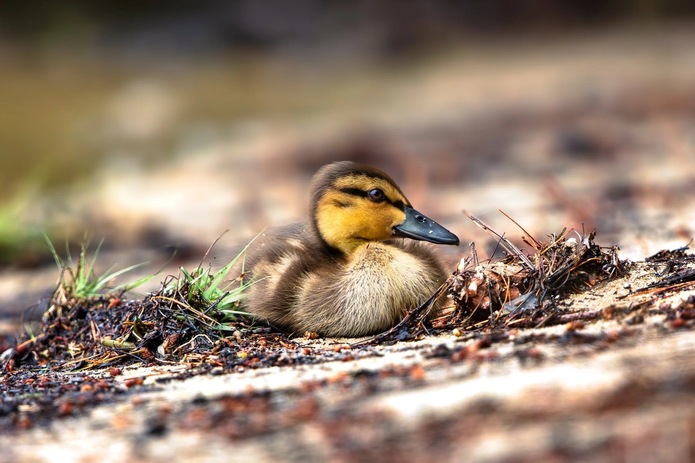 Mallard Duckling 