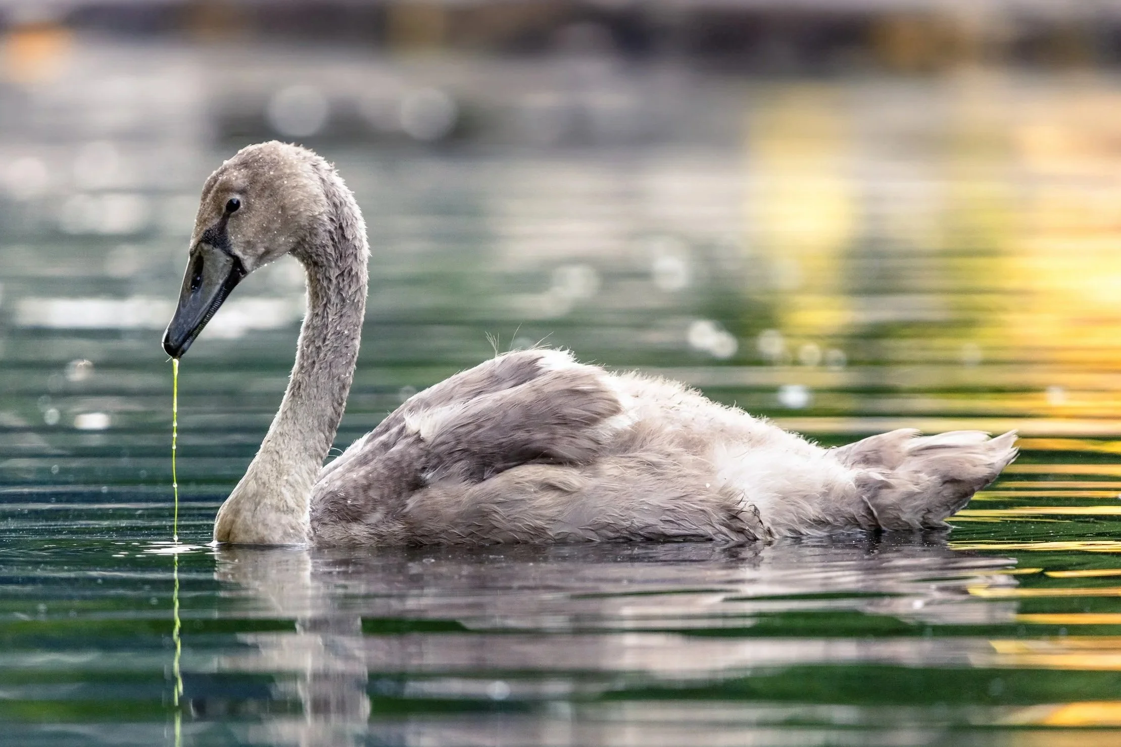 Mute Swan Cygnet