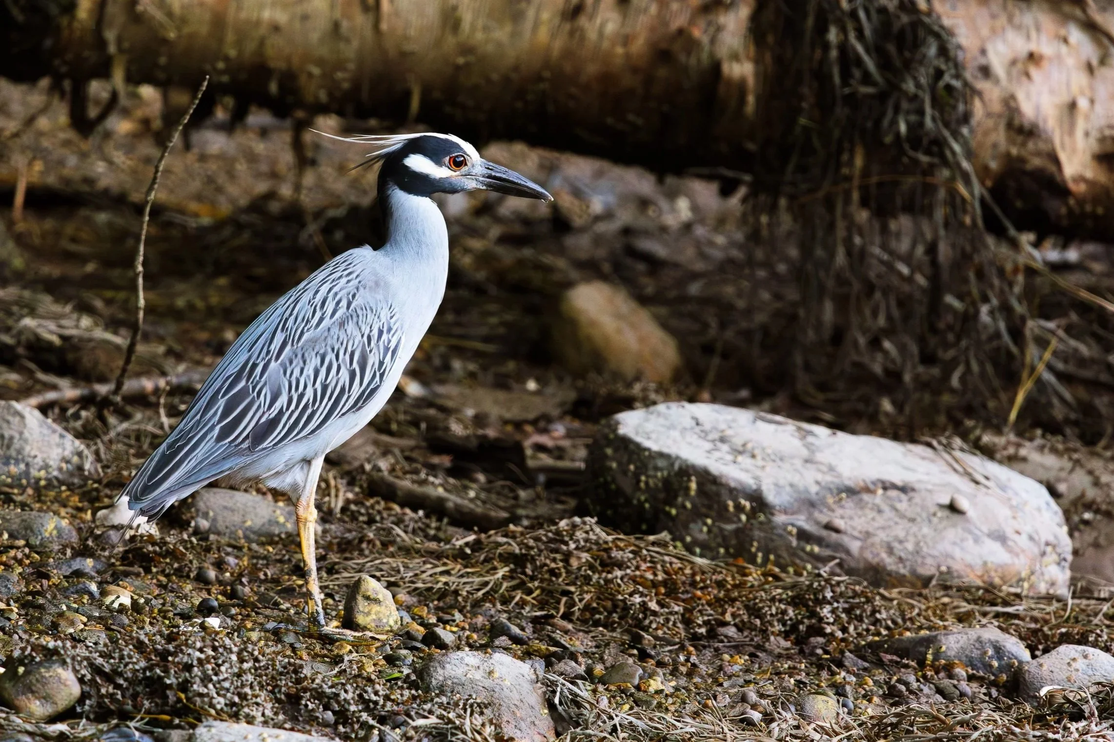 Yellow-crowned Night Heron
