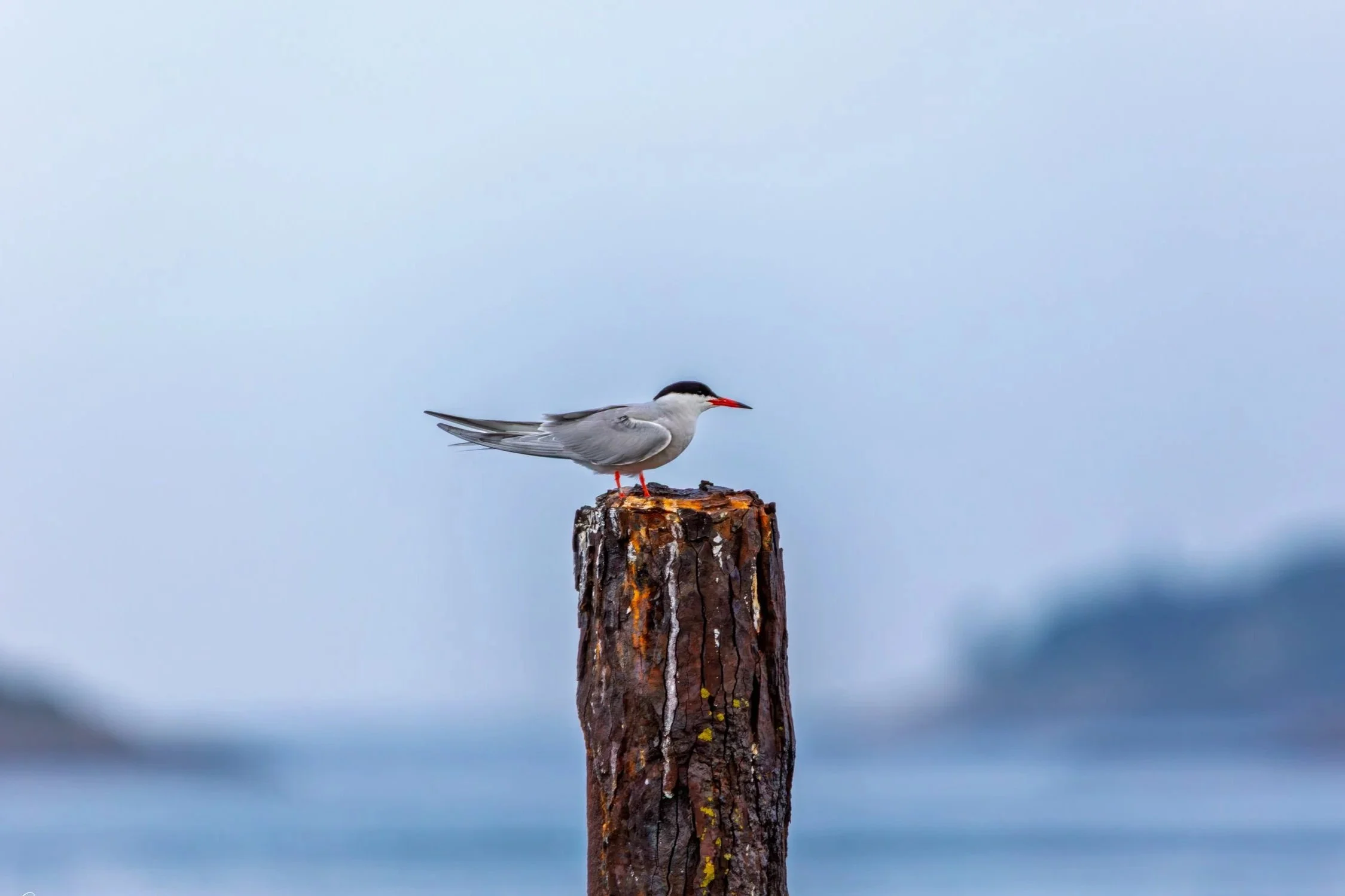 Common Tern