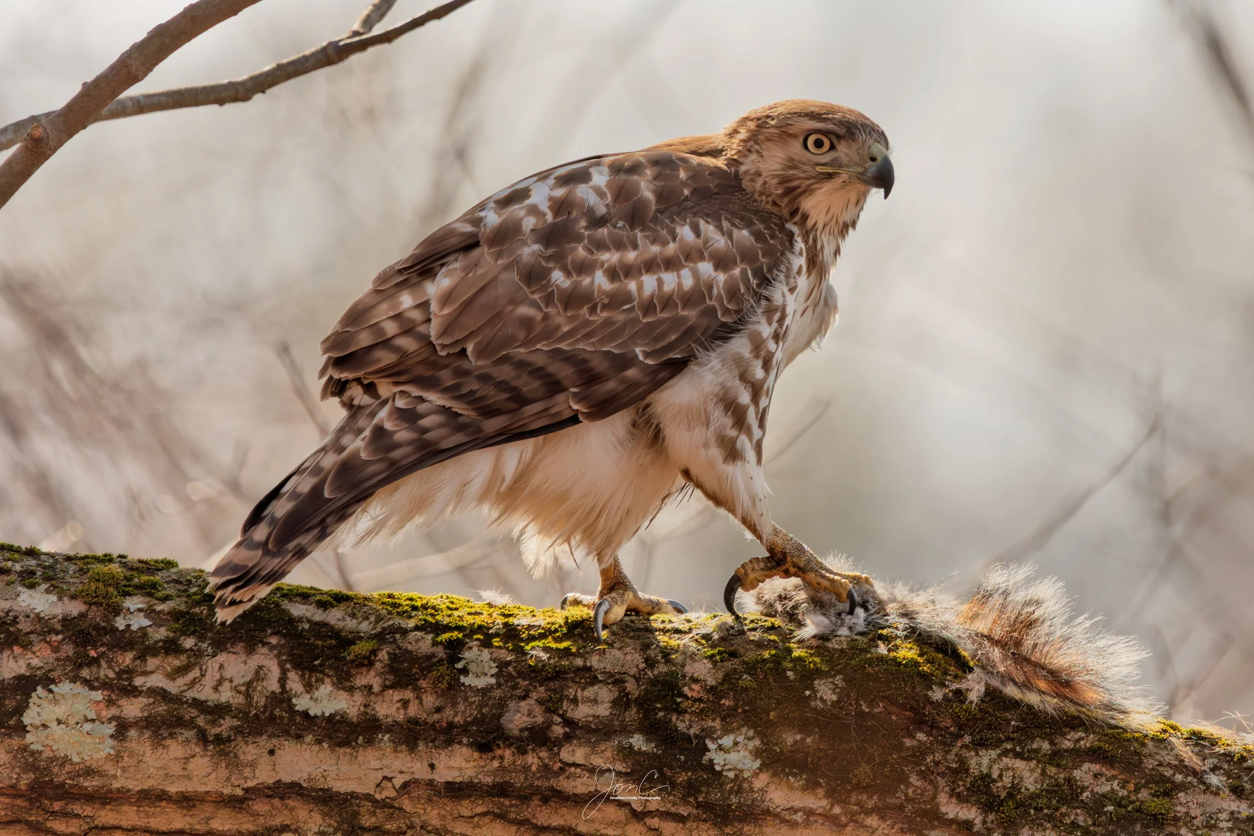 Red-tailed Hawk