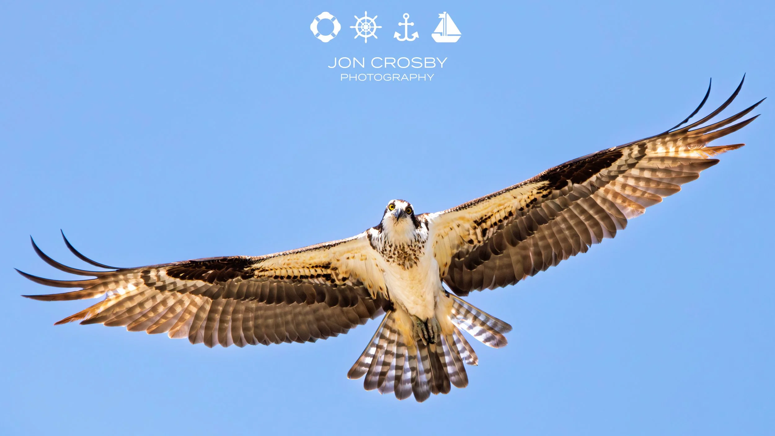 Osprey