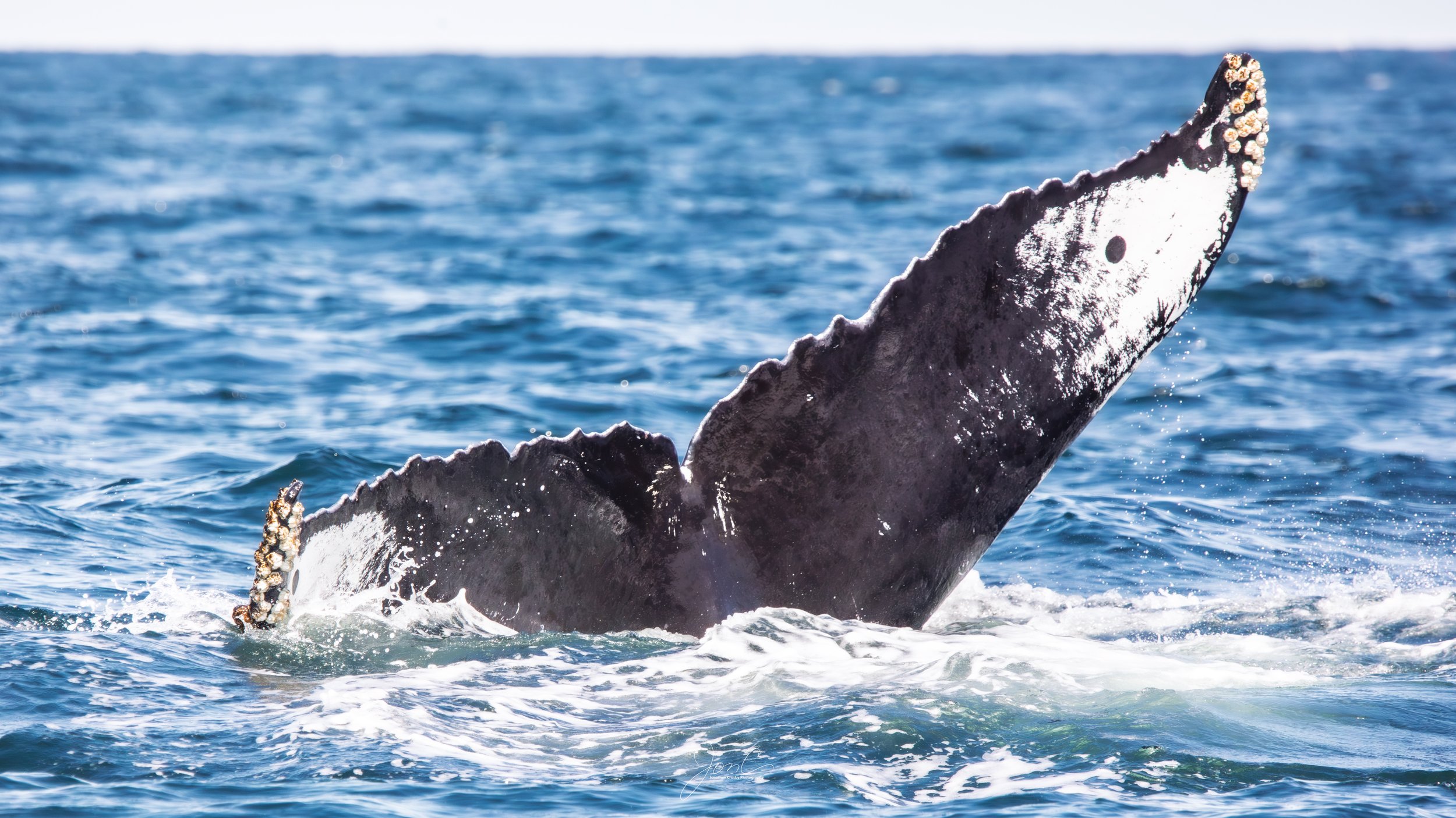 Humpback Whale "Owl"