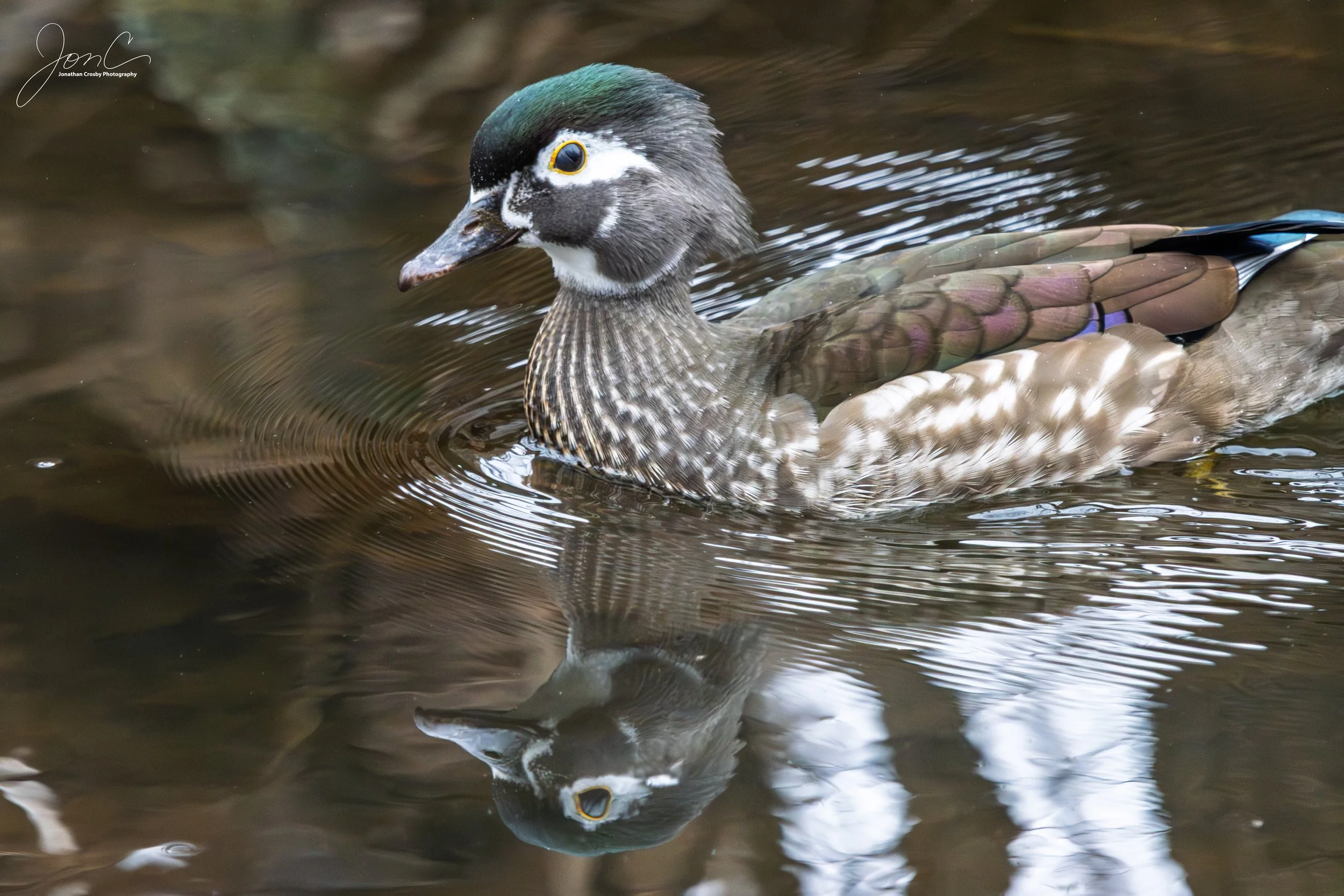 Female Wood Duck