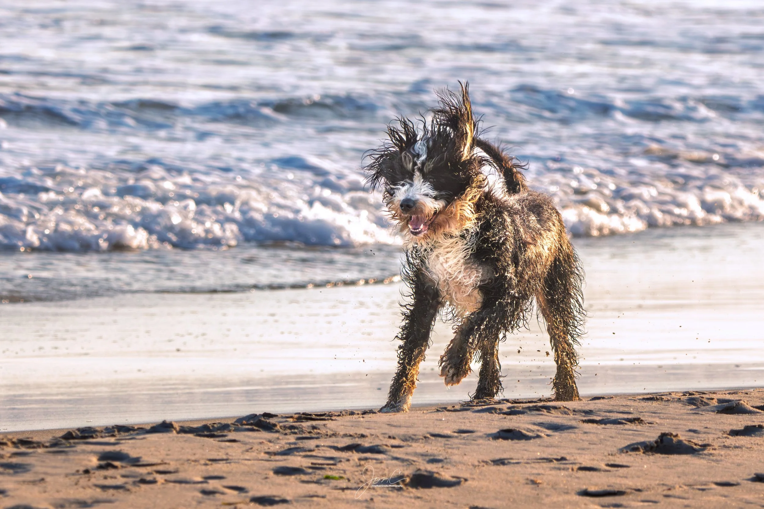 A happy dog running on the wet sandy beach near the surf, with waves in the background.