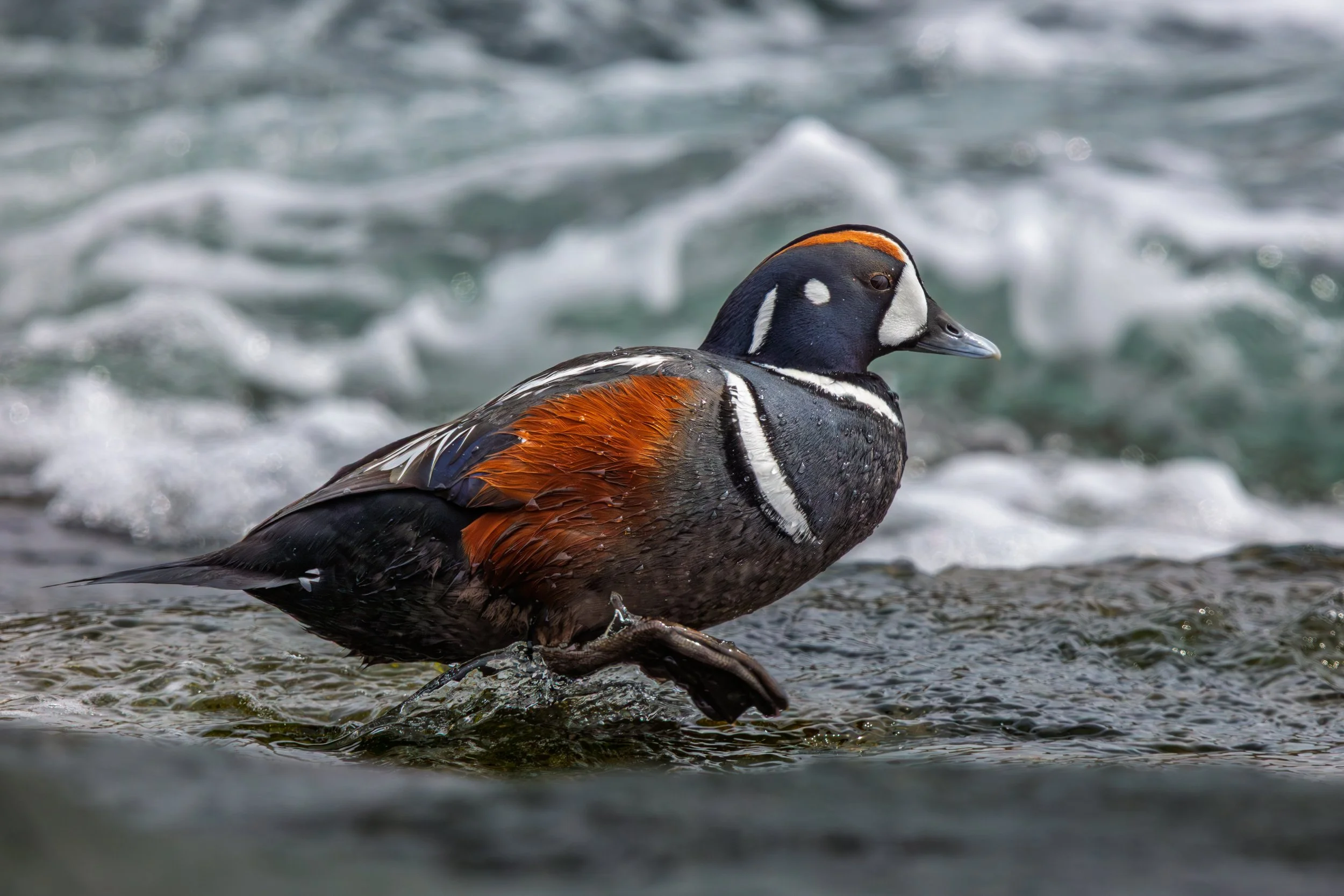 Harlequin Duck