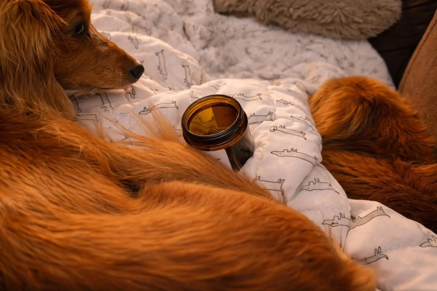 🐶 Our whipped tallow survived a whole weiner dog feast! The dogs are safe and healthy, but let's stick to paws only for our furry friends. I'm happy to report the pup owner has said the dogs are paw-fect and healthy. 

*As some essential oils can be