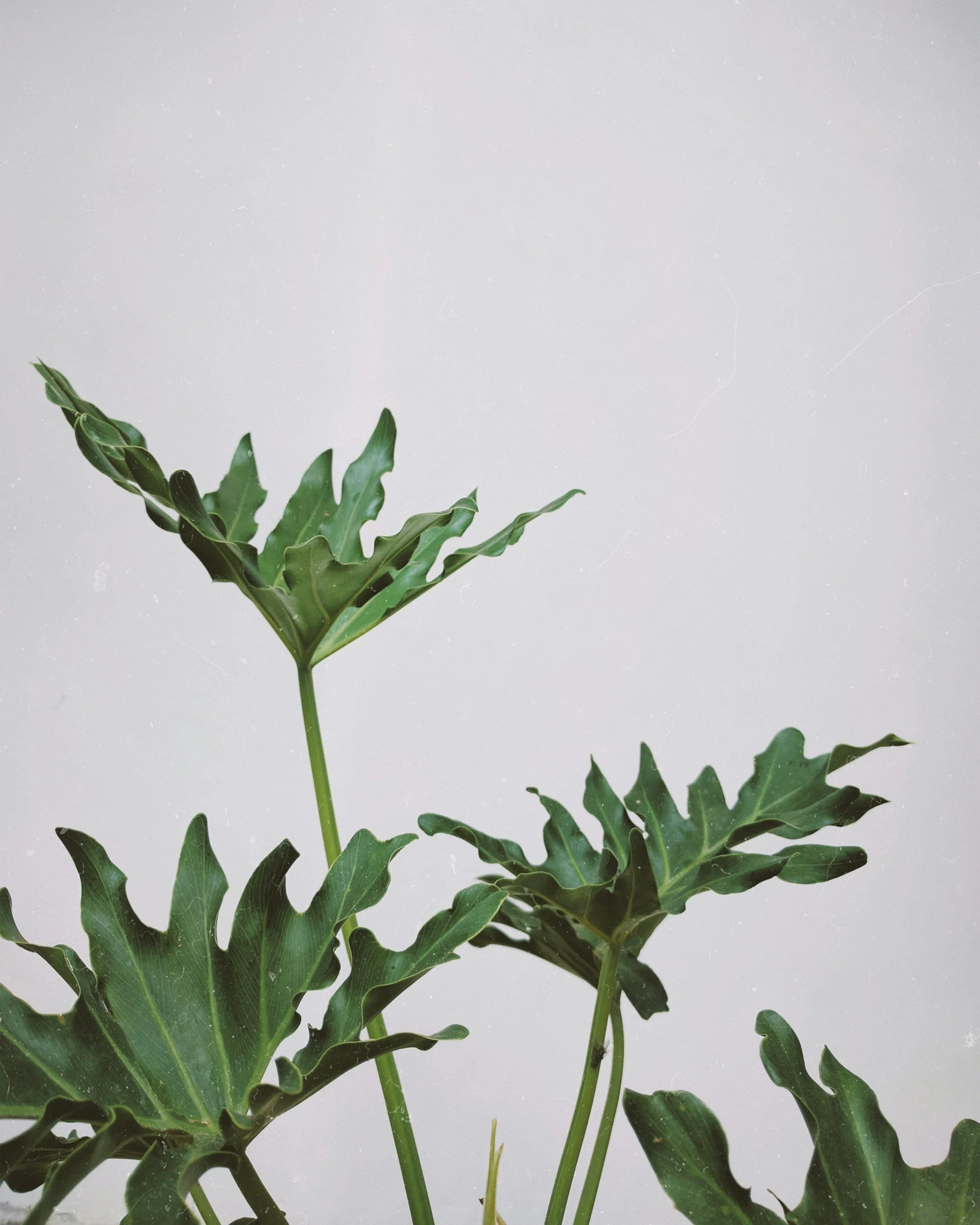 Close-up of green papaya leaves against a plain light gray background.