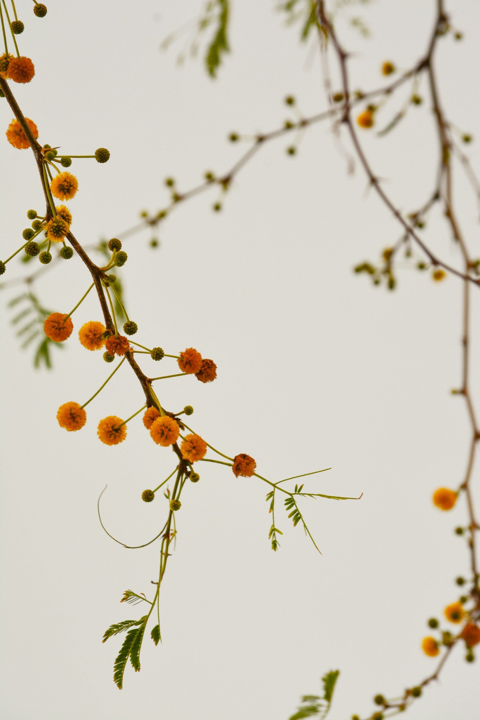 Branches with small orange pom-pom shaped flowers and green leaves against a white background.