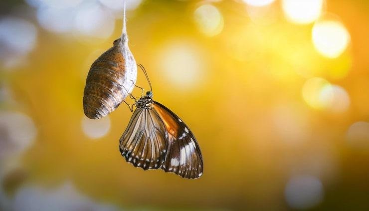 Butterfly Transformation Program