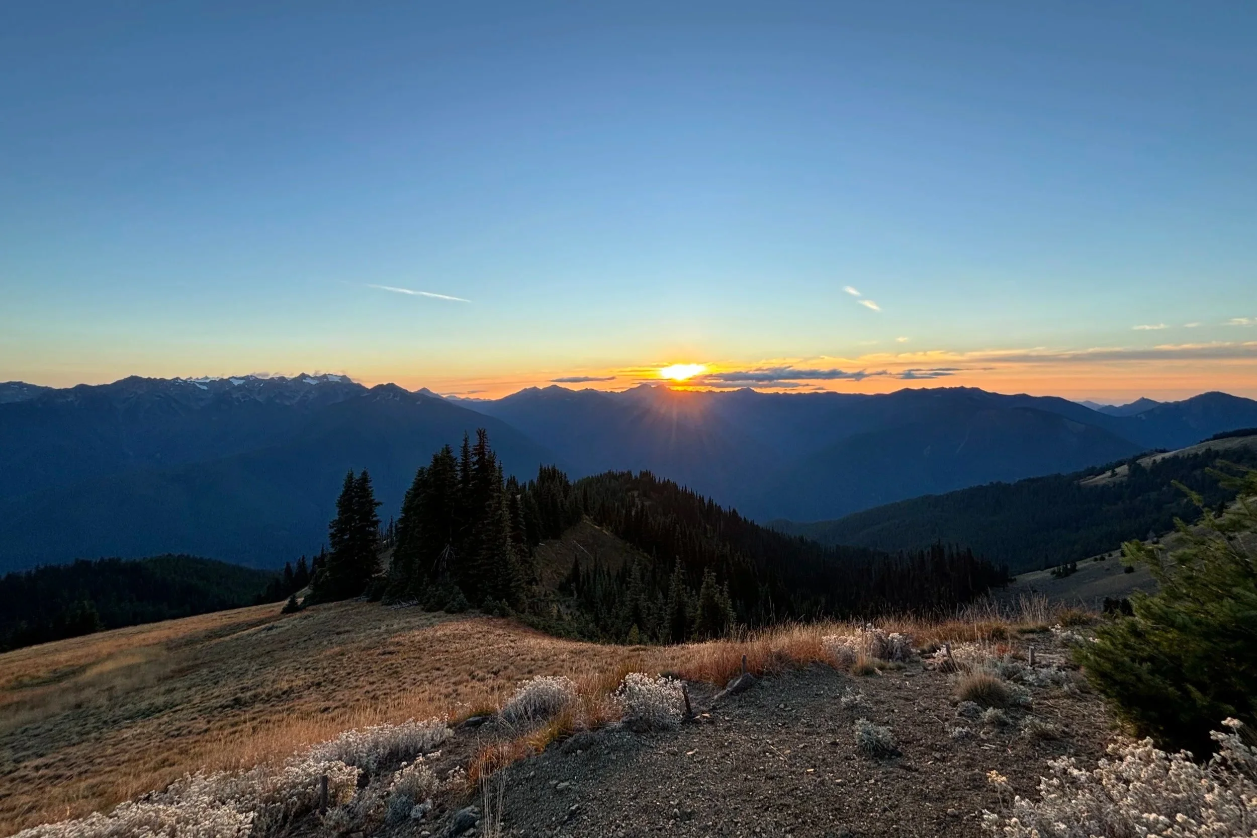 Sunset over mountain range with pine trees and grassy foreground.