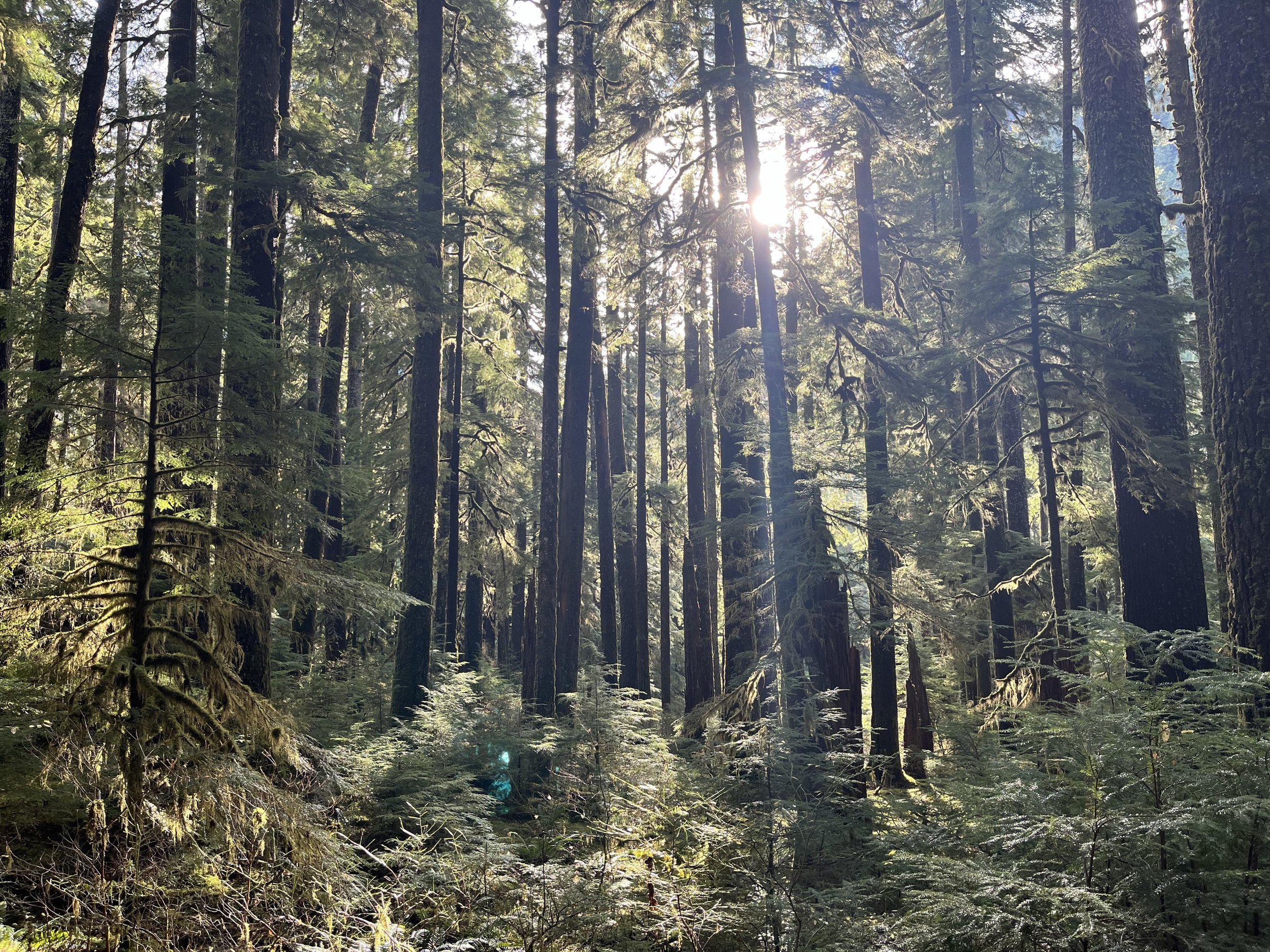 Sunlight filtering through tall pine trees and dense forest foliage in a sunlit forest scene.