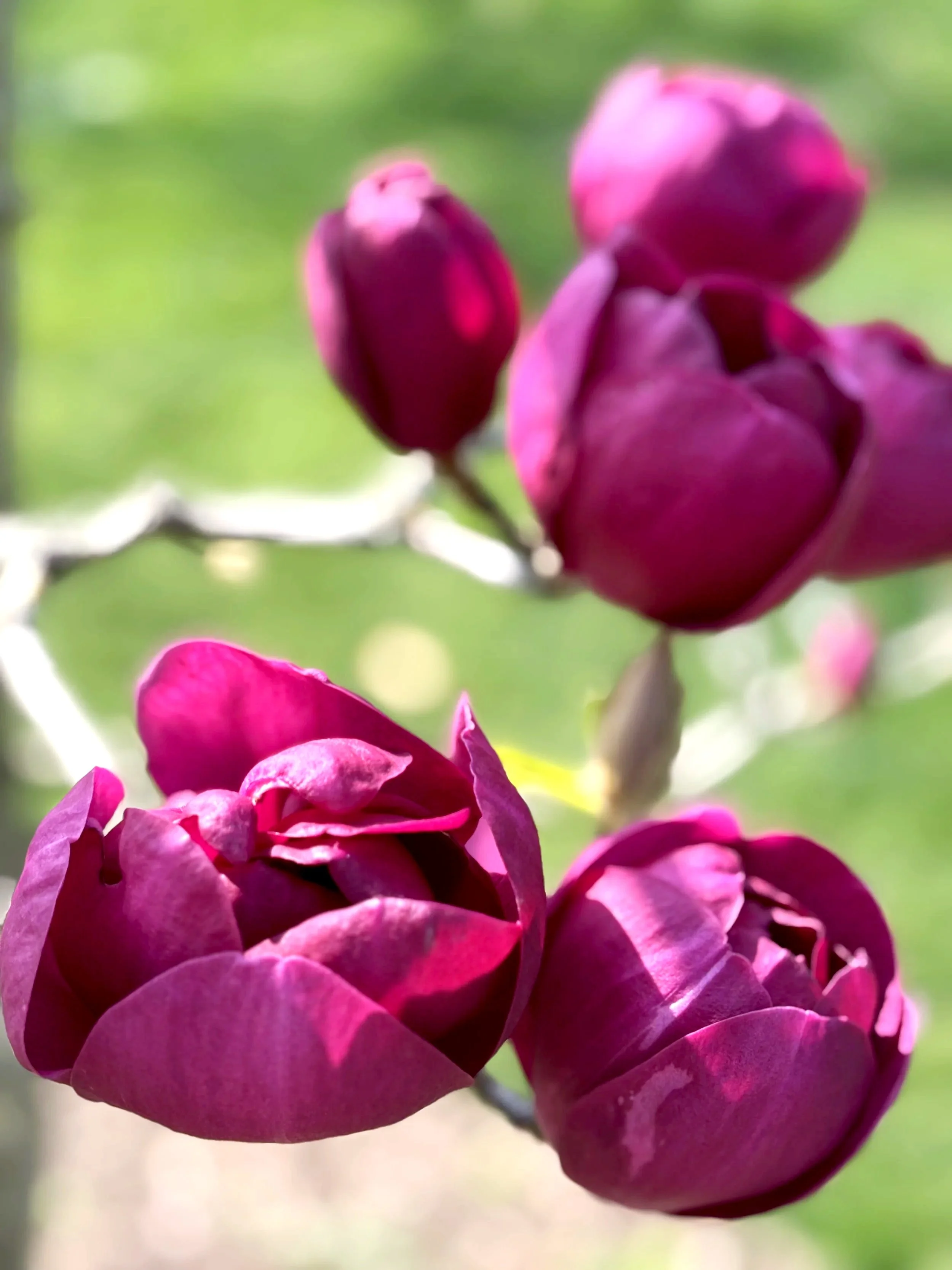 Close-up of pink flower buds on a branch with a blurred green background.