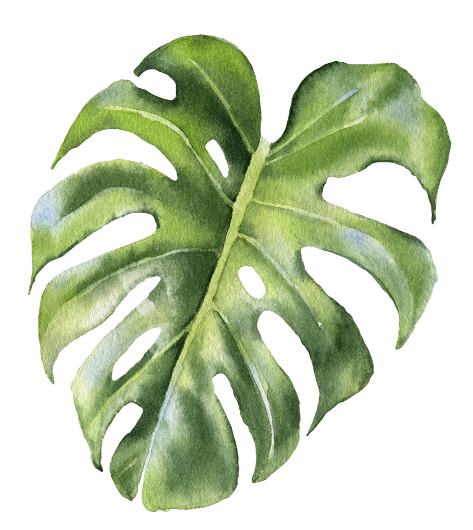 Close-up of a green monstera leaf with multiple lobes and natural splits.