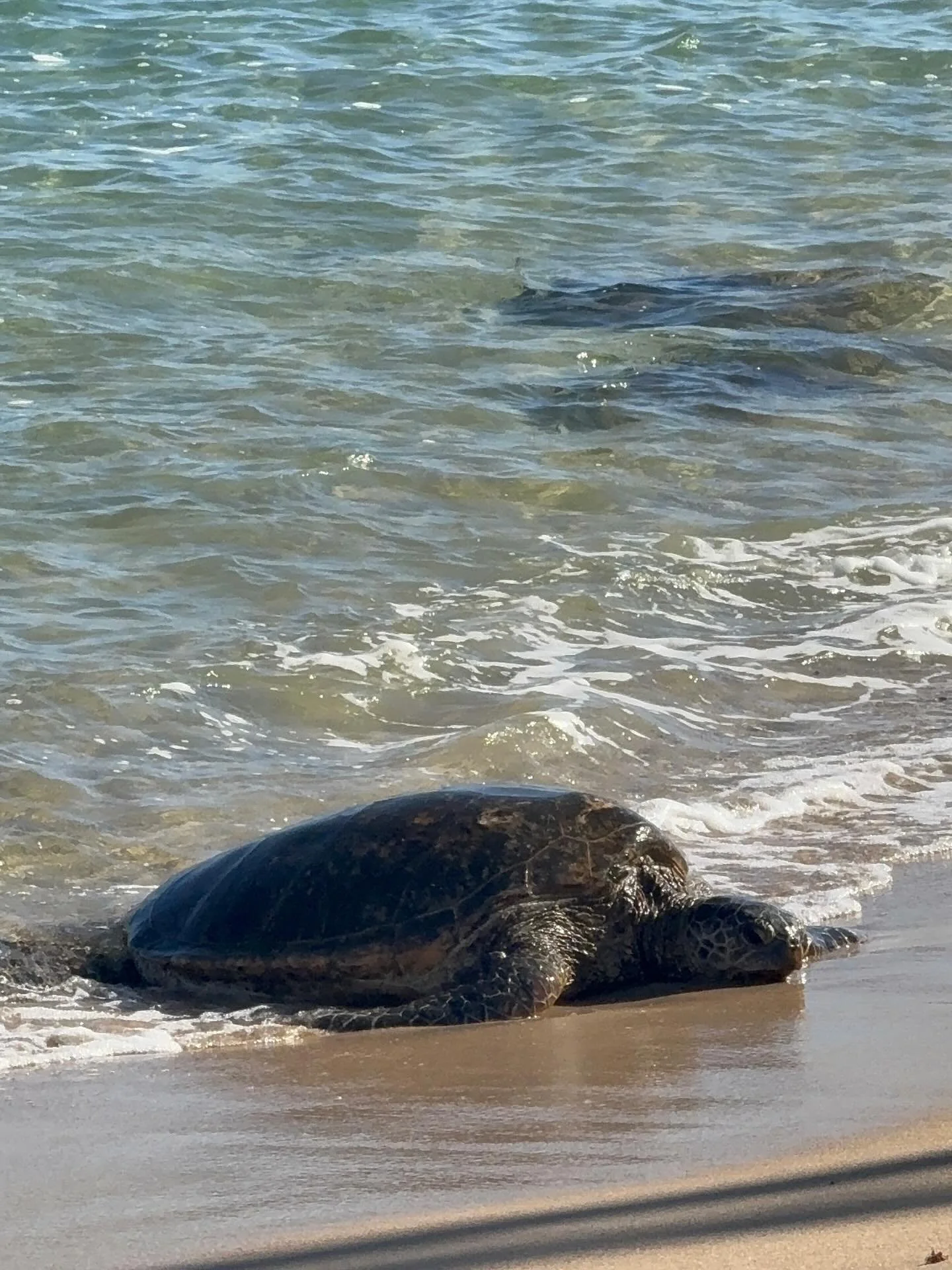 totally duuuuude&hellip; noggin!