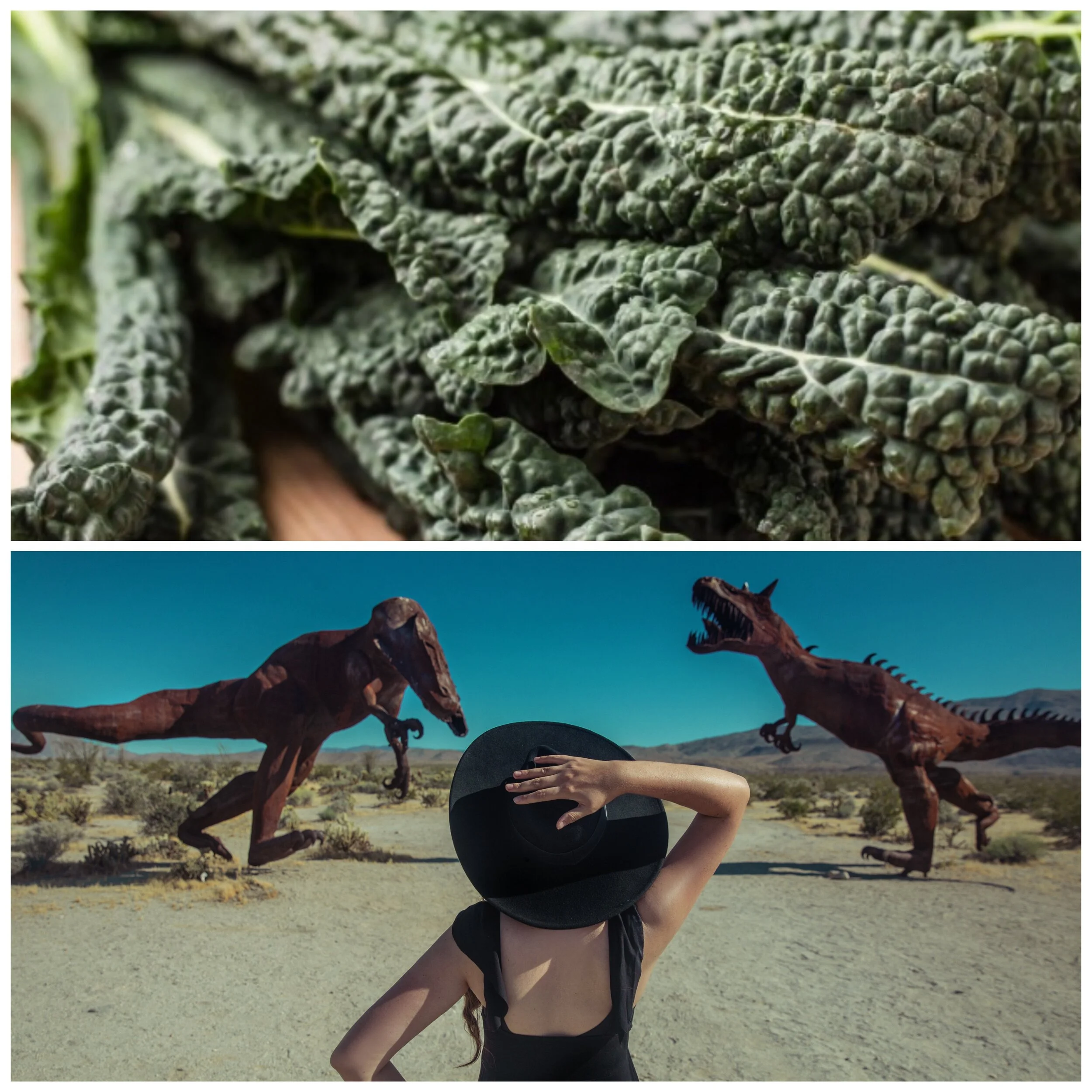 The Dig On Dino Kale