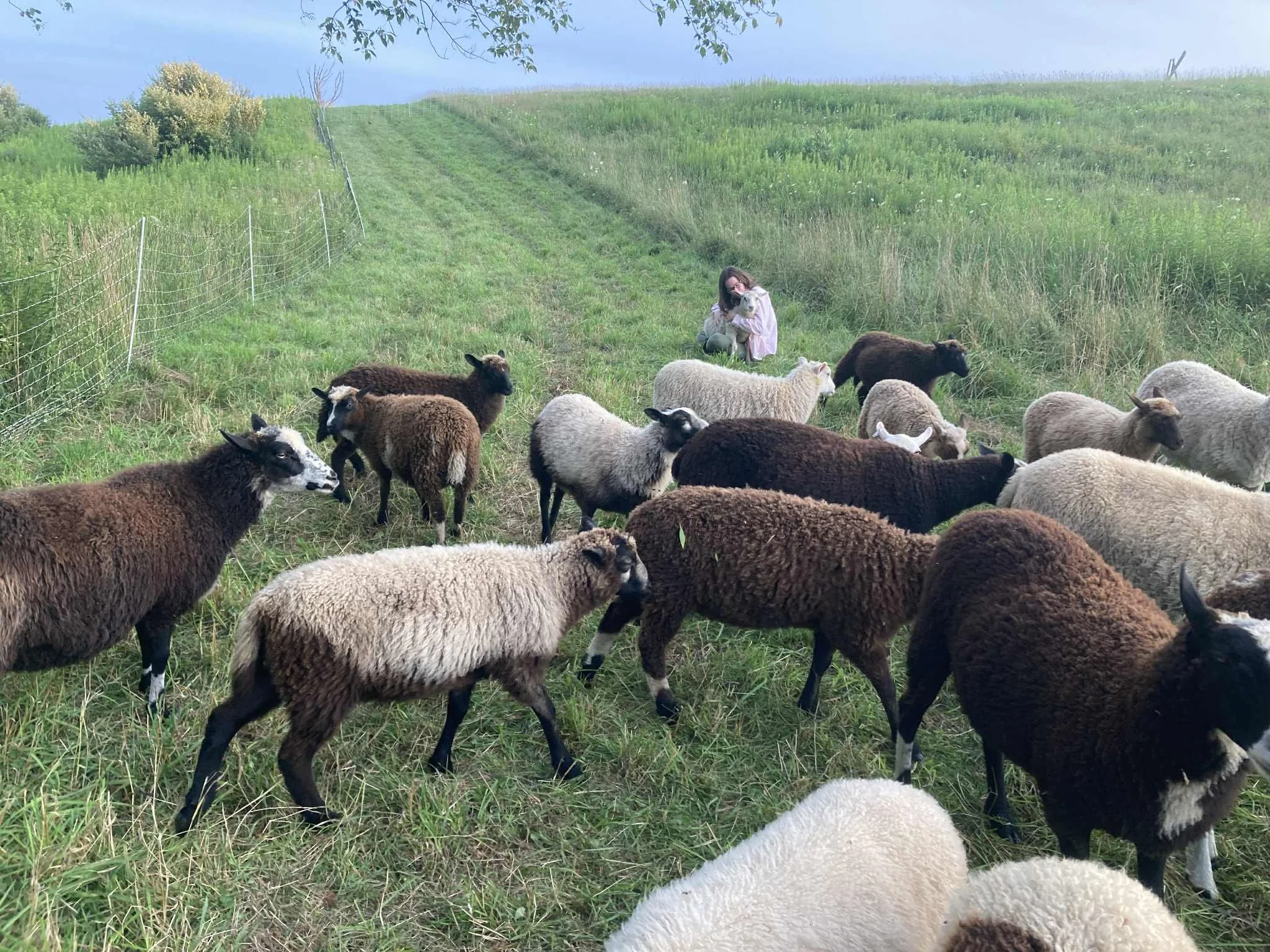 spring lambs abundancia.jpg
