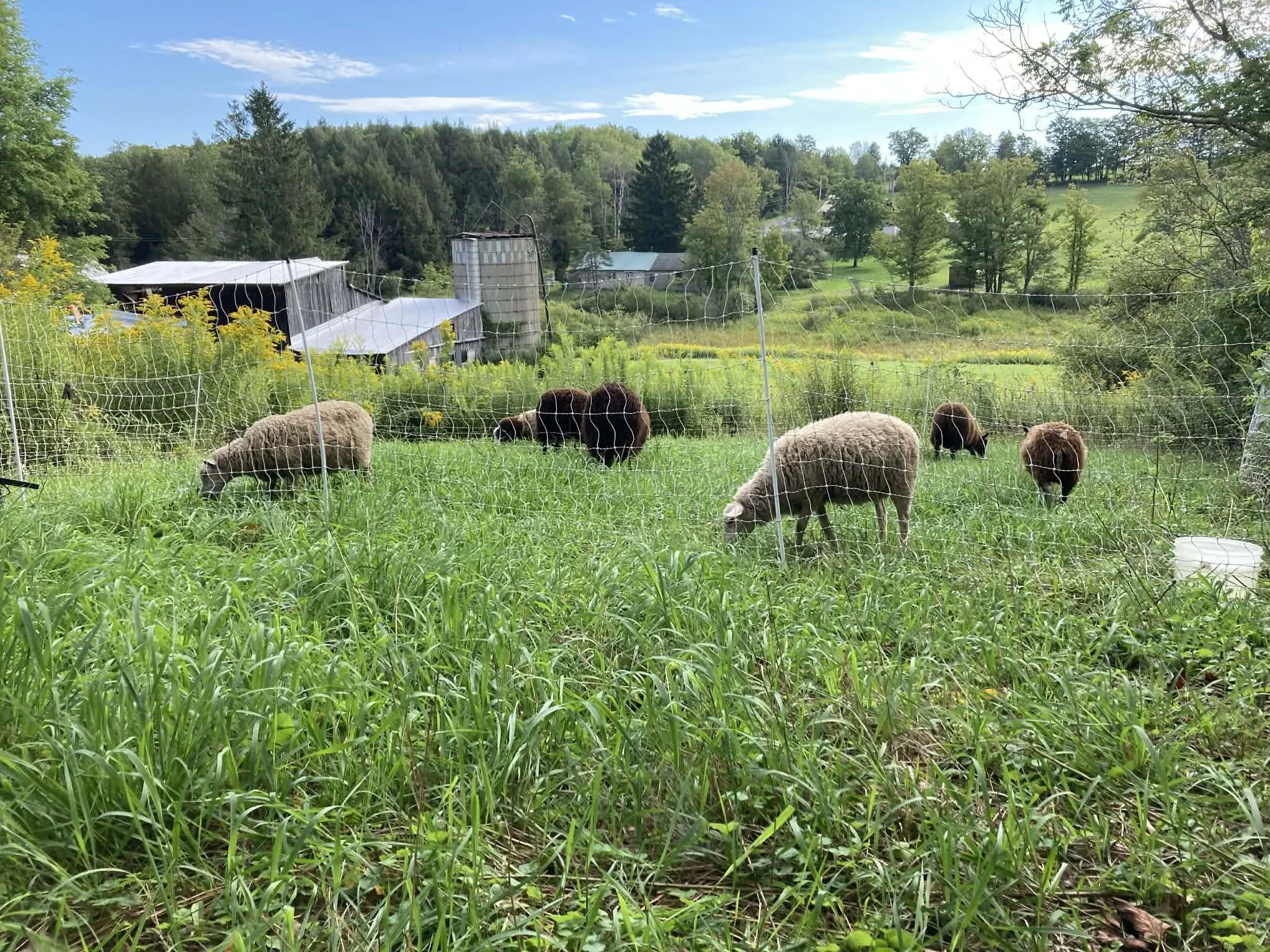 Silvopasture_flock.jpg