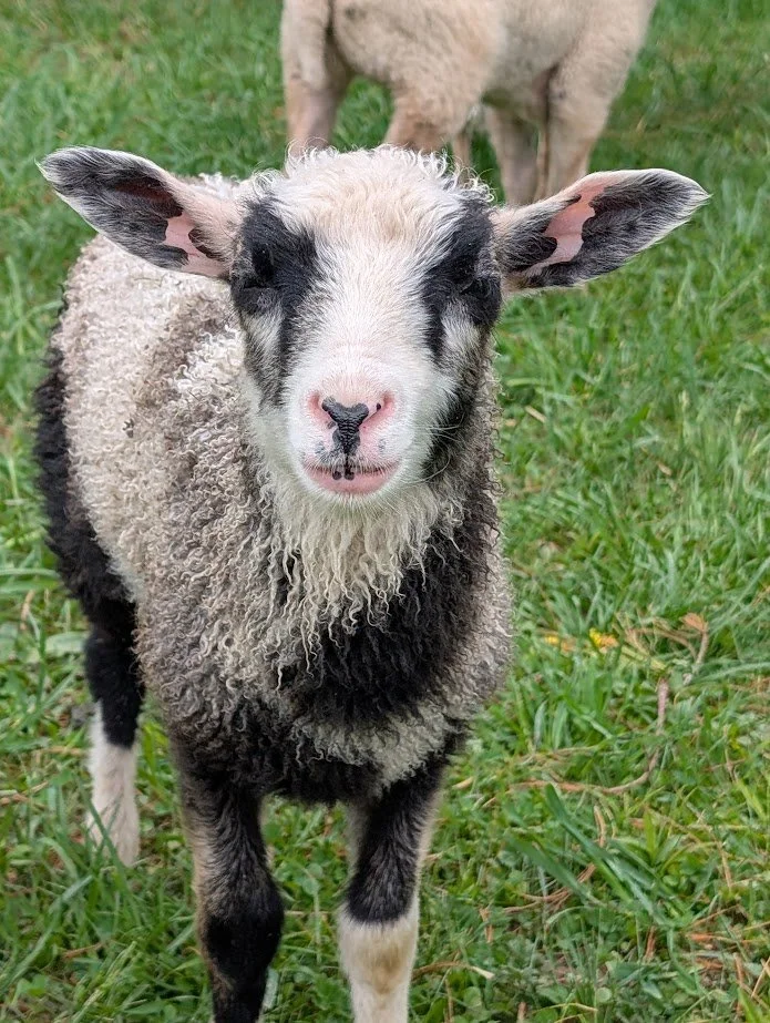 roseli lamb.jpg