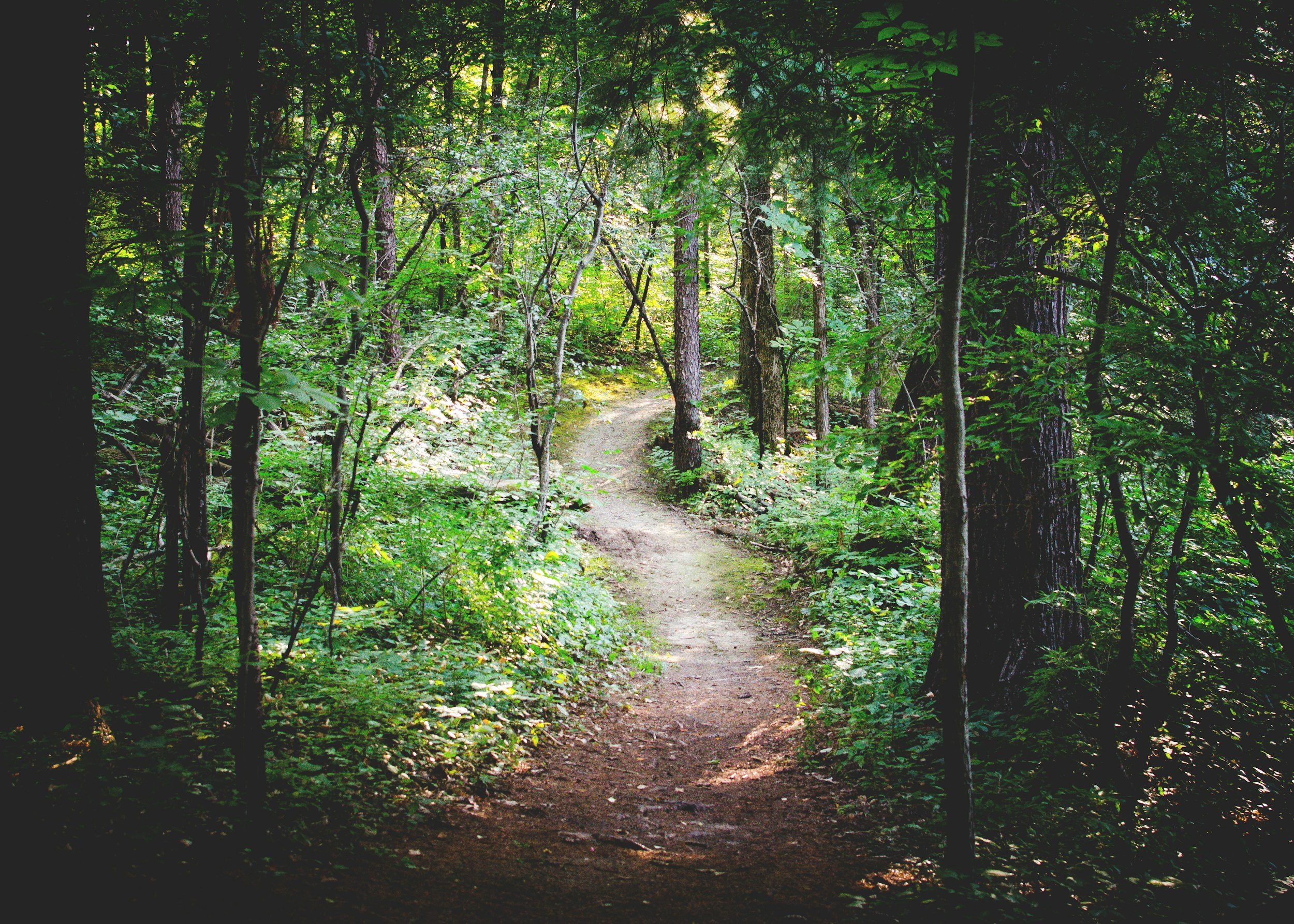 A narrow dirt trail winds through a dense green forest with tall trees and lush foliage, illuminated by dappled sunlight.