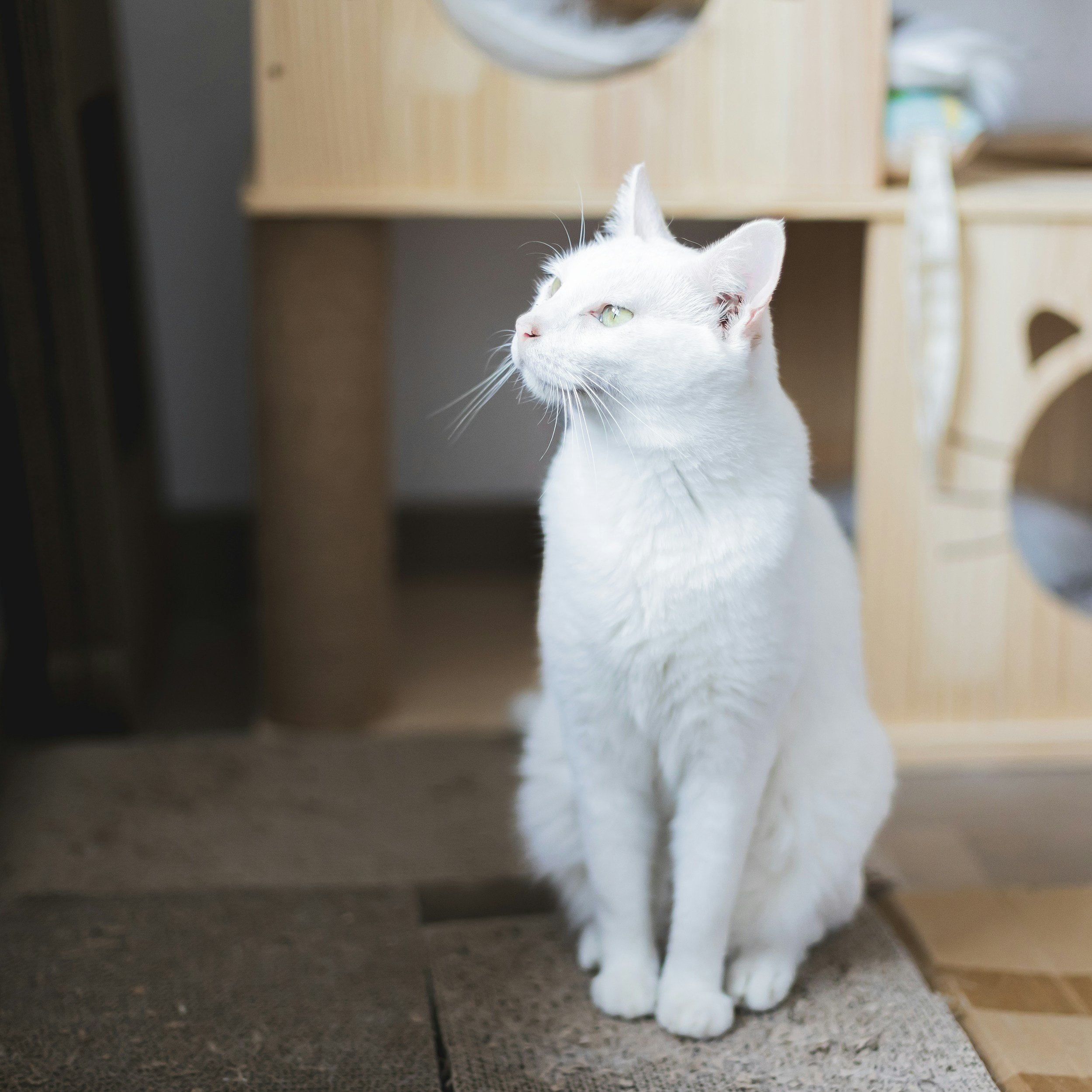 What My Cat Taught Me About Fight Mode (and how it relates to your own nervous system)