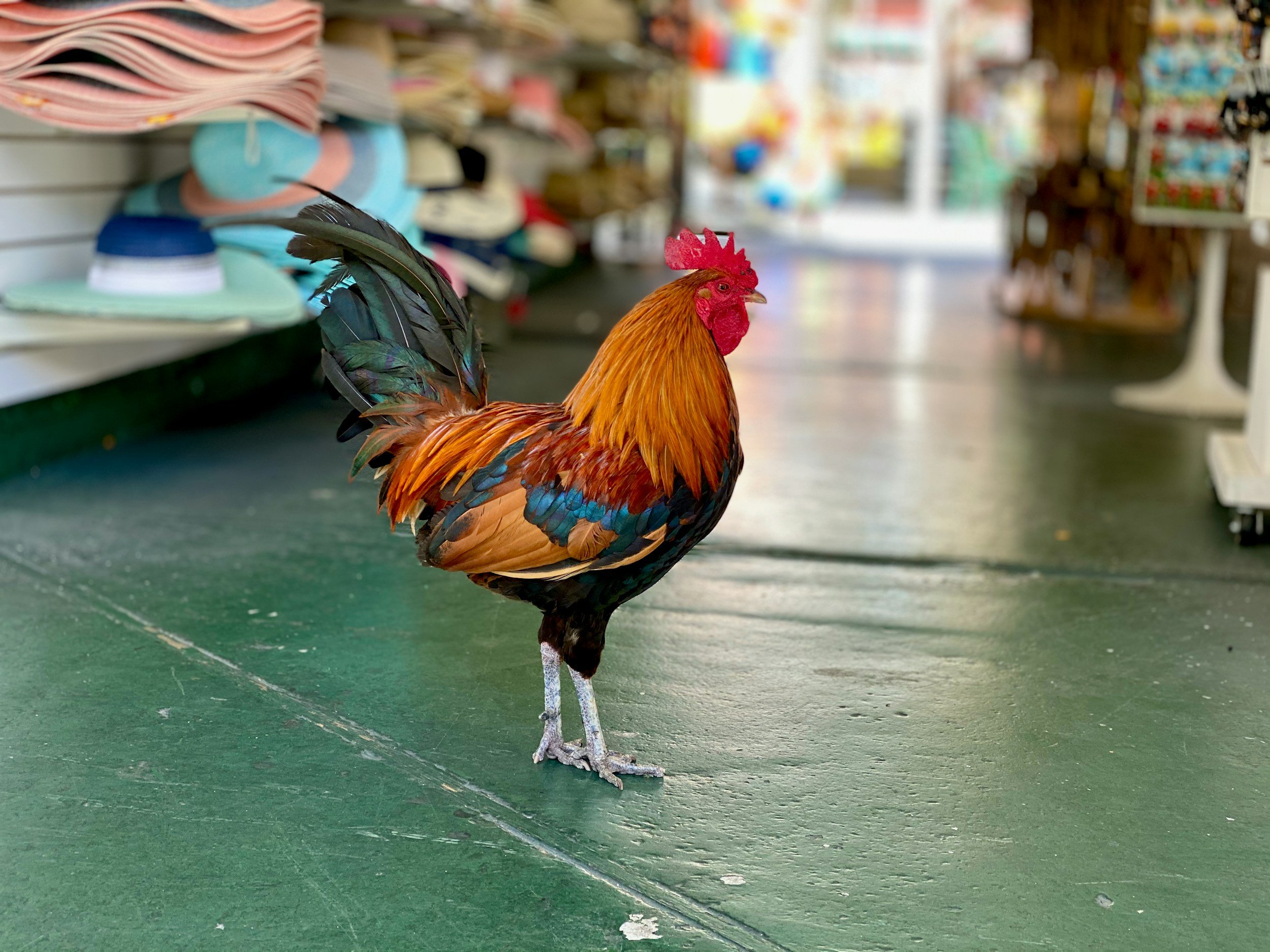 Colorful rooster standing on a green floor inside a store, with hats on shelves in the background.