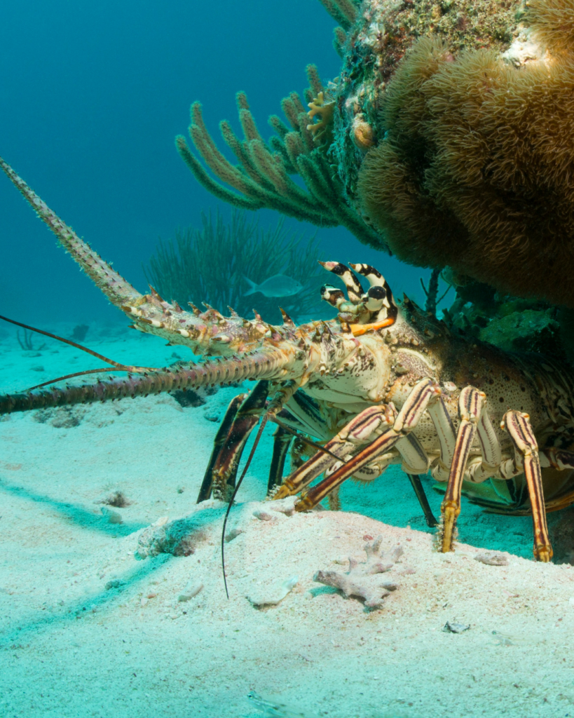 How to Catch Florida Spiny Lobster &amp; Cook It Island Style