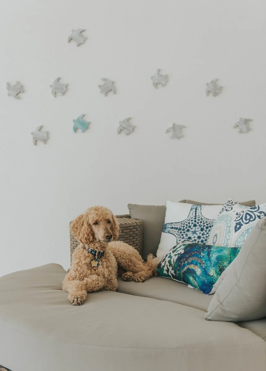 A curly-haired dog sitting on a beige sofa with decorative pillows and a wicker basket, with butterfly-shaped wall decorations hanging in the background.