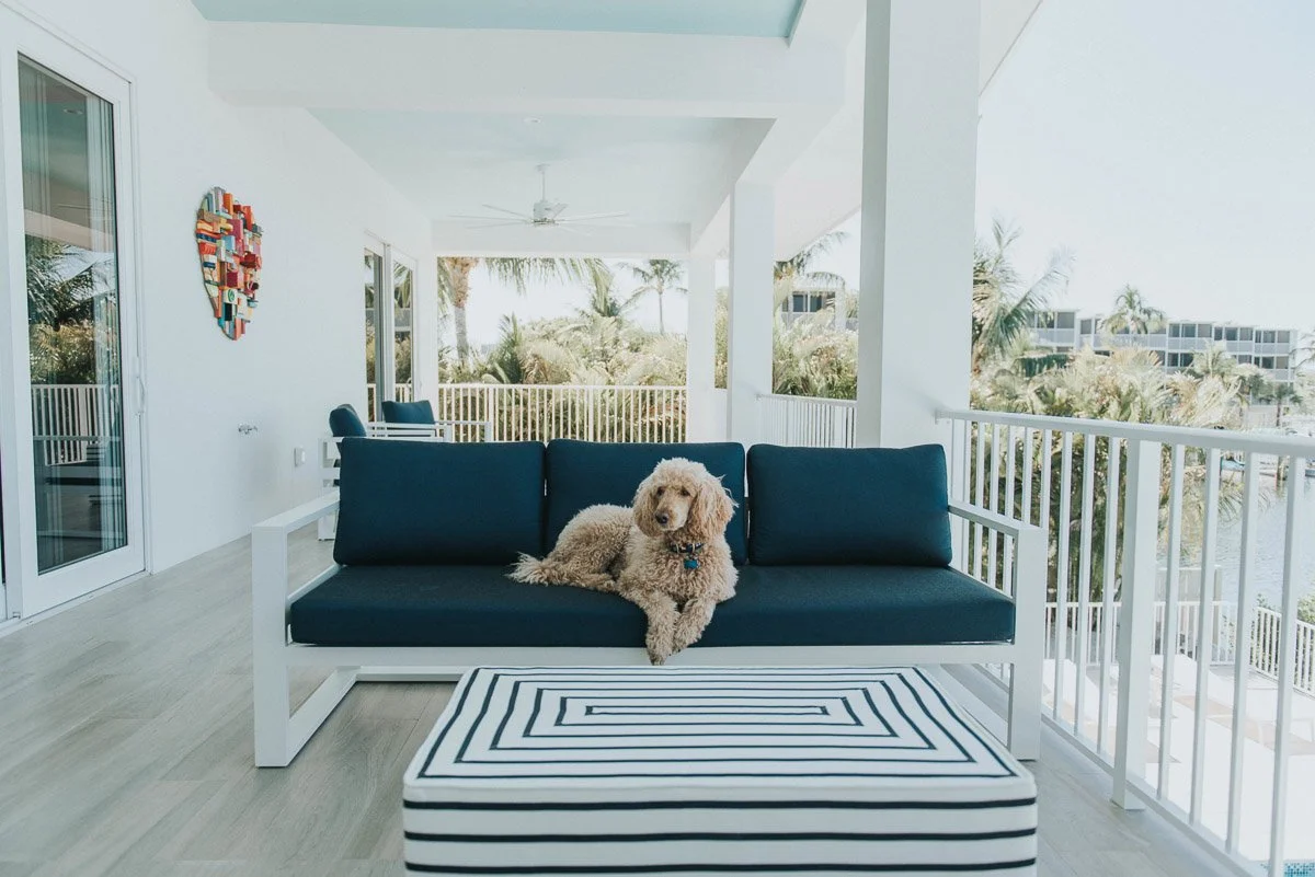 Dog sitting on a navy blue outdoor sofa on a balcony with white railing, overlooking palm trees and neighboring buildings in a sunny setting.