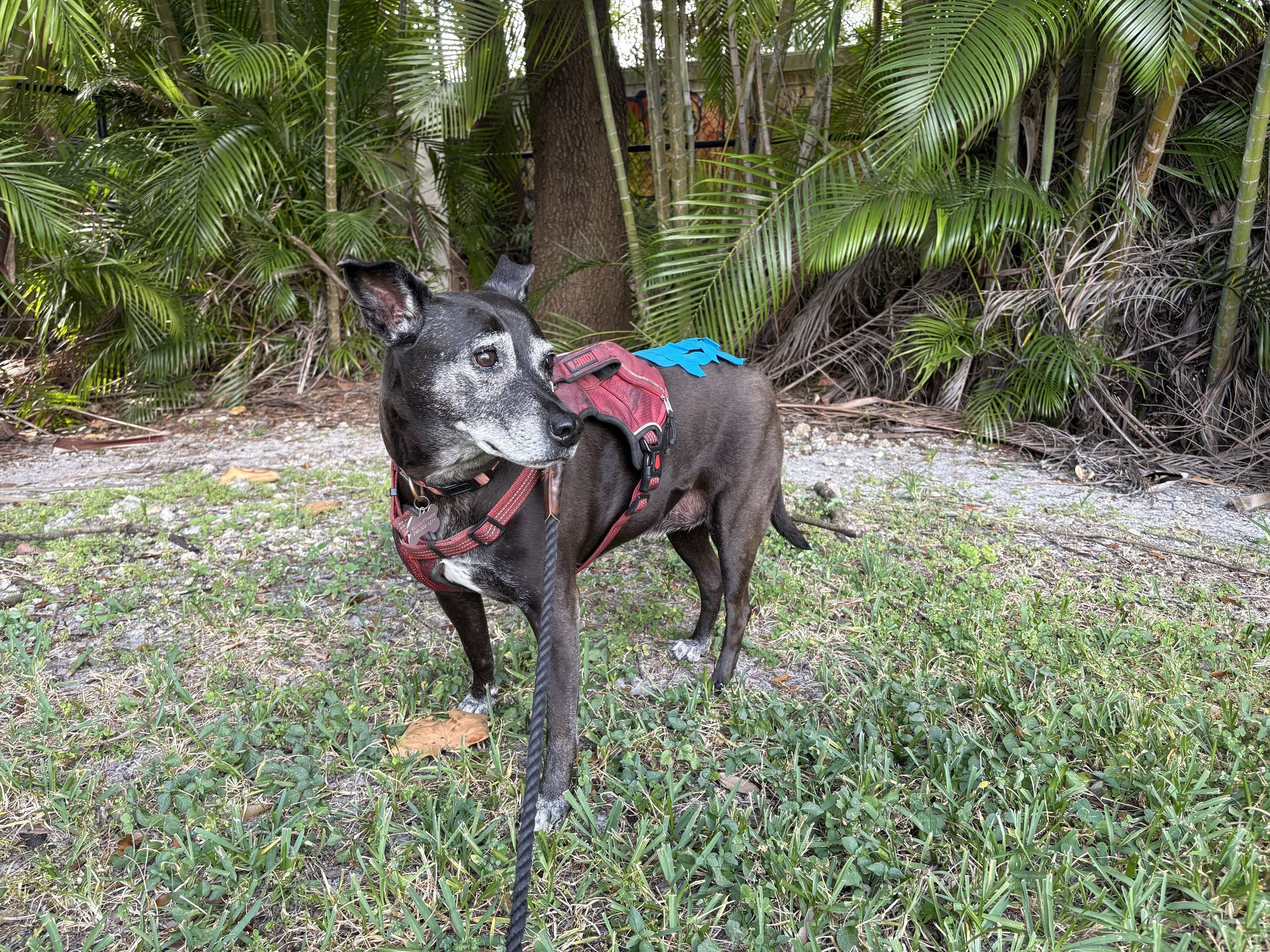 A black and gray dog wearing a red harness and a blue leash outdoors, surrounded by green tropical plants and grass.