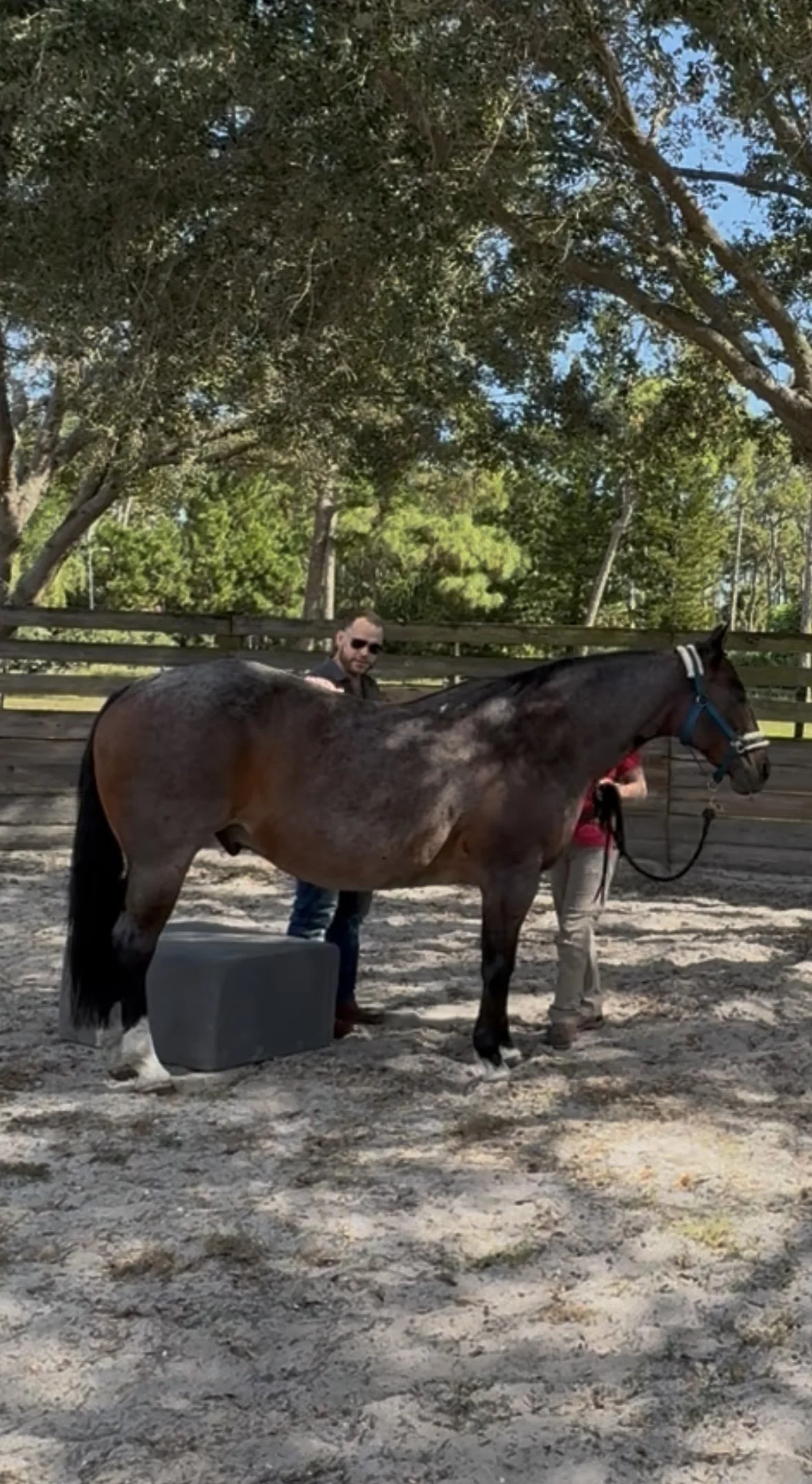 Equine Saddle Fit and Initial Adjustment