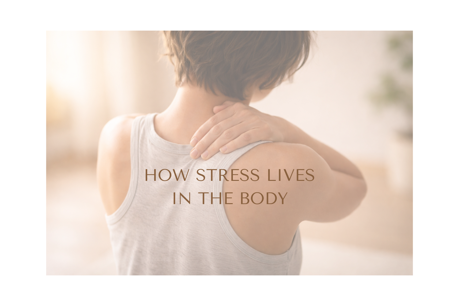 How Stress Lives in the Body &amp; Why Your Body Has Been Protecting You All Along