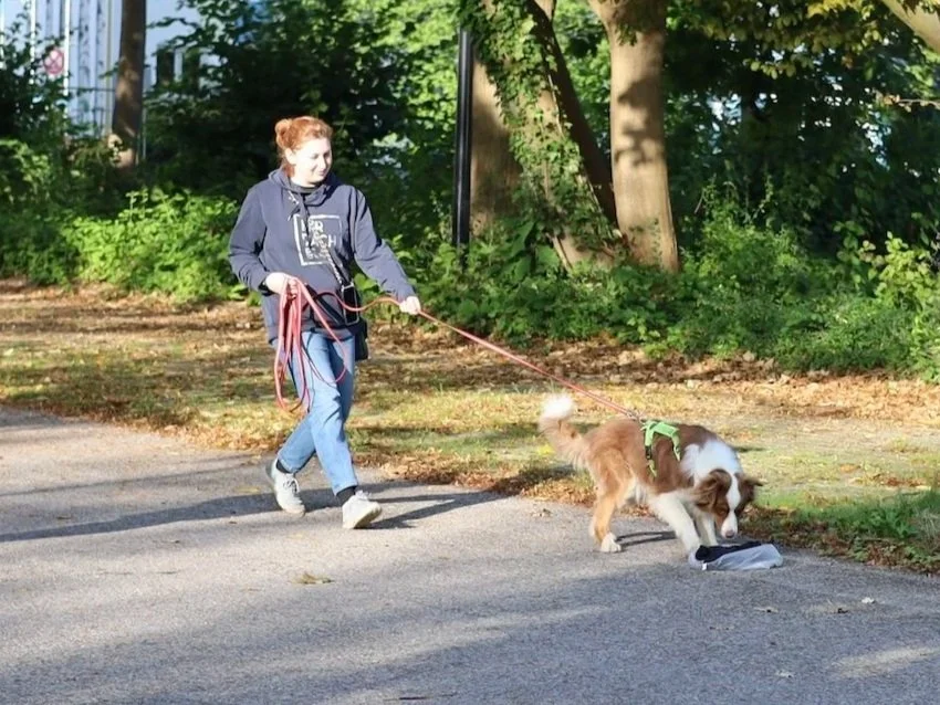 A woman mantrailing her dog in a park, with the dog sniffing an object on the ground.