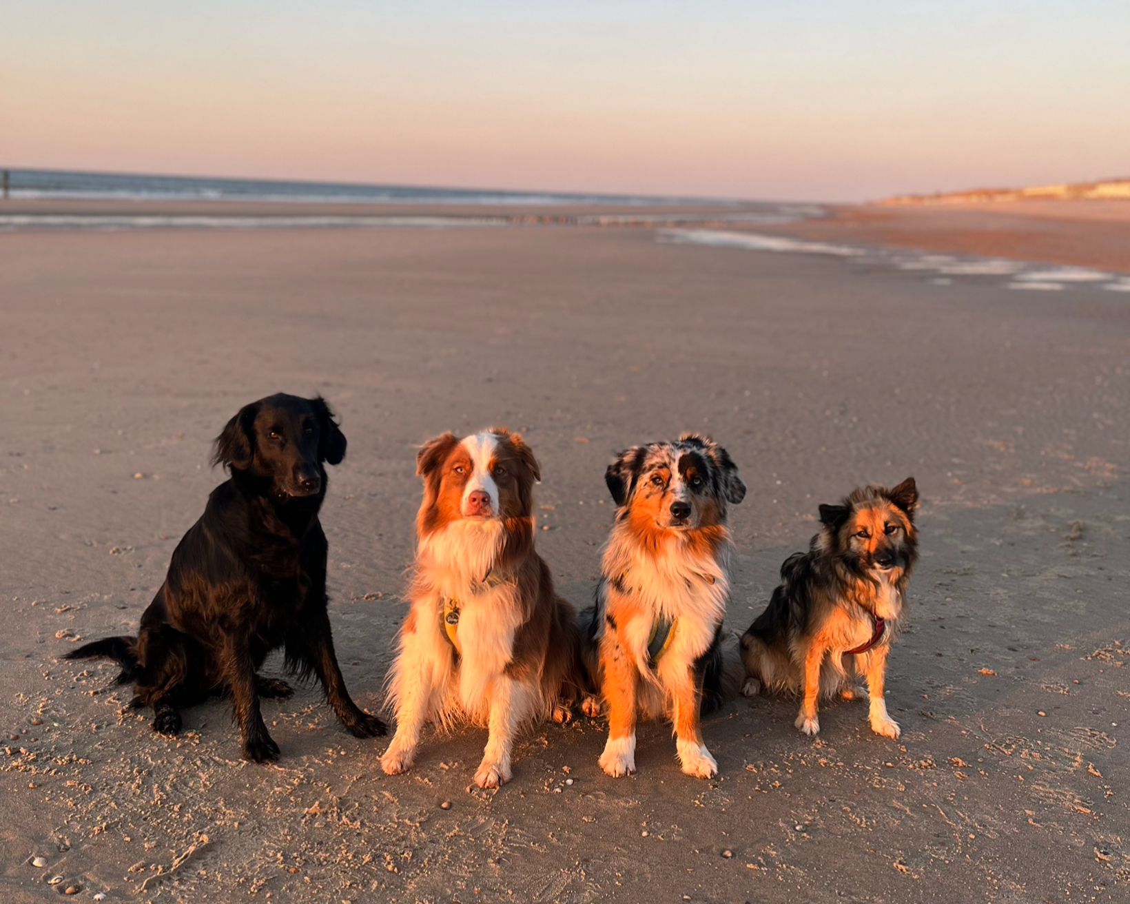 Four dogs sitting on a sandy beach at sunset, with the ocean and sky in the background.