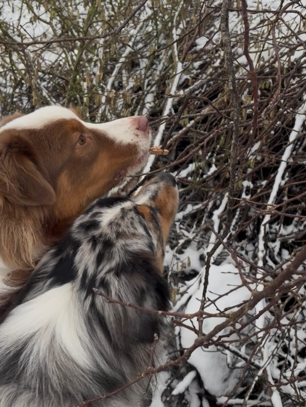 Eng vun mengen Lieblingsbesch&auml;ftegungen, di ganz seier organiseiert ass, ass eng Doftsich. 👃🏻Meng Henn kennen schon d Signal "Wou stenkt et" an den Geroch ass op enger klenger Holzklaamer. Dann loossen ech sie warden, pinnen meng Kla