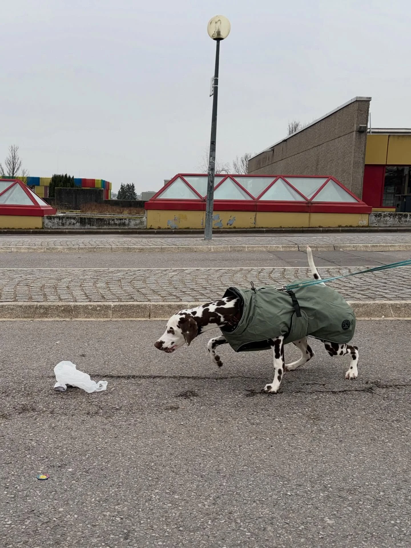 Demoien hate mer zwee nei Muppen fir de Mantrailing mat um Start! Souwuel de Kali wei och d Cara ware mat vill Begeeschterung dobai, an ech si gespaant wei di 2 sech wearten entweckele! 🐾💚

Och interesseiert un Mantrailing als Hobby fir d&auml;in M