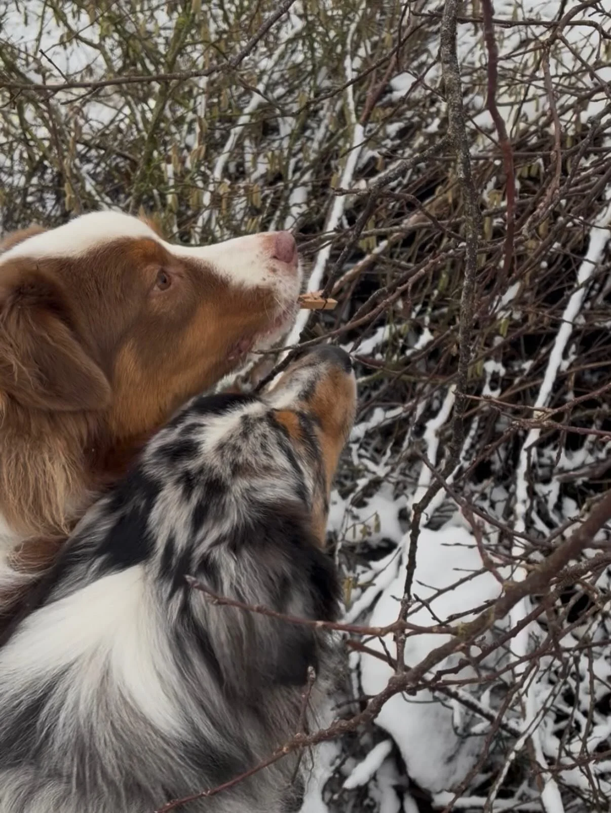 Eng vun mengen Lieblingsbesch&auml;ftegungen, di ganz seier organiseiert ass, ass eng Doftsich. 👃🏻Meng Henn kennen schon d Signal "Wou stenkt et" an den Geroch ass op enger klenger Holzklaamer. Dann loossen ech sie warden, pinnen meng Kla