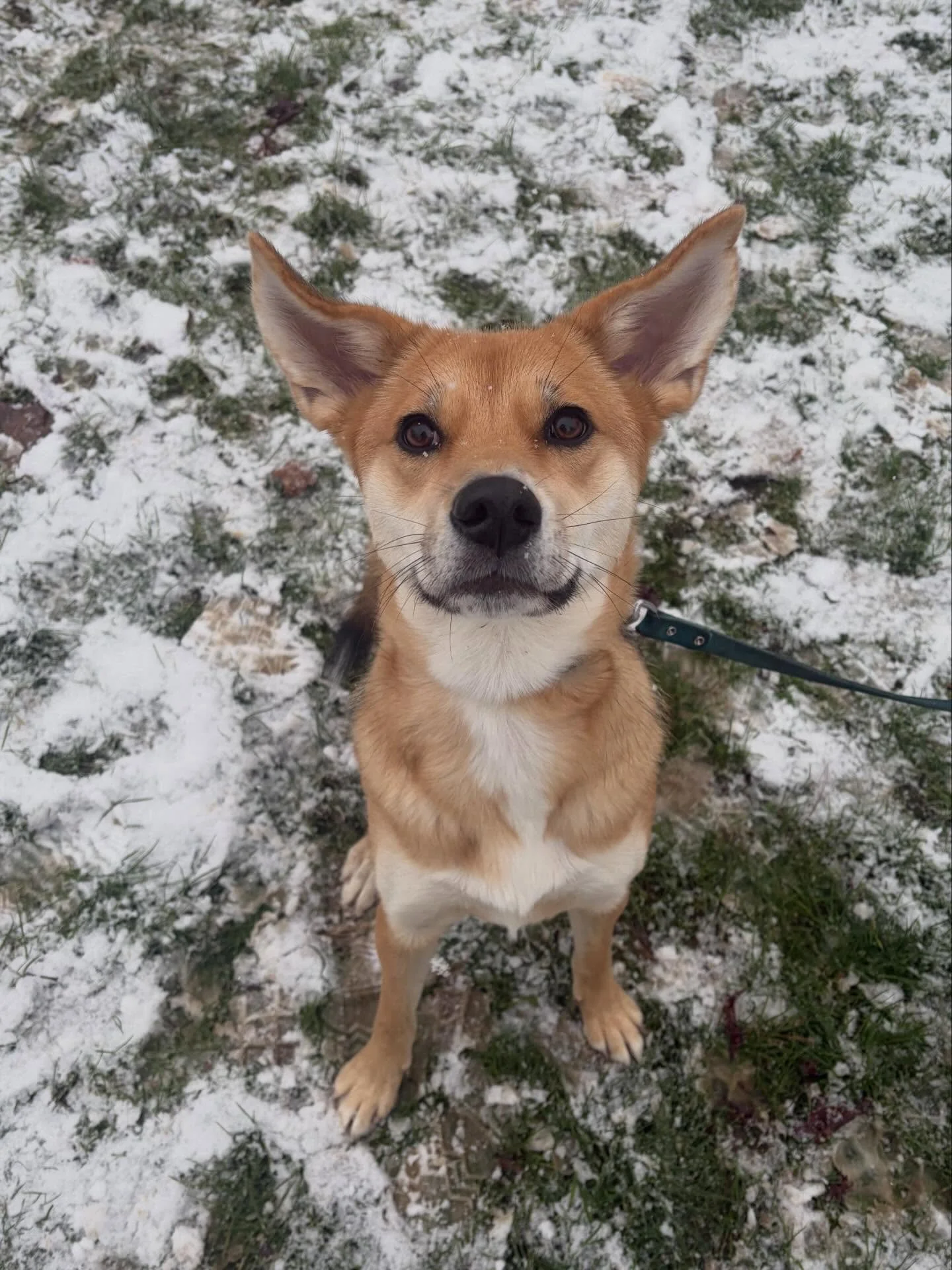 D Welpen an Teenager haten haut vill Freed um Training am Schnei ❄️❄️🐾 

www.muppeschoul.lu fir dain Cours ze reserveire!