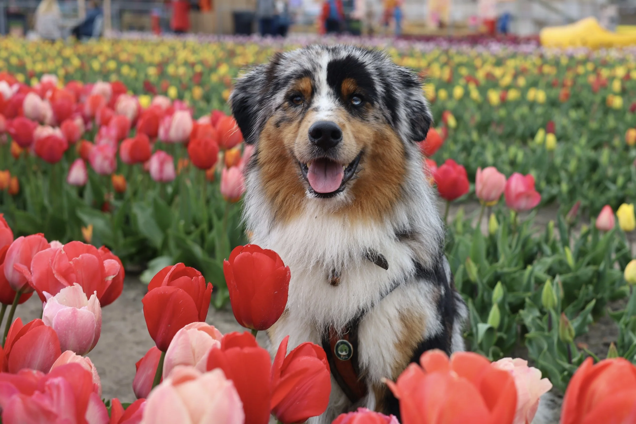 A cheerful Australian Shepherd dog with multicolored eyes sitting among multicolored tulips in a flower field.