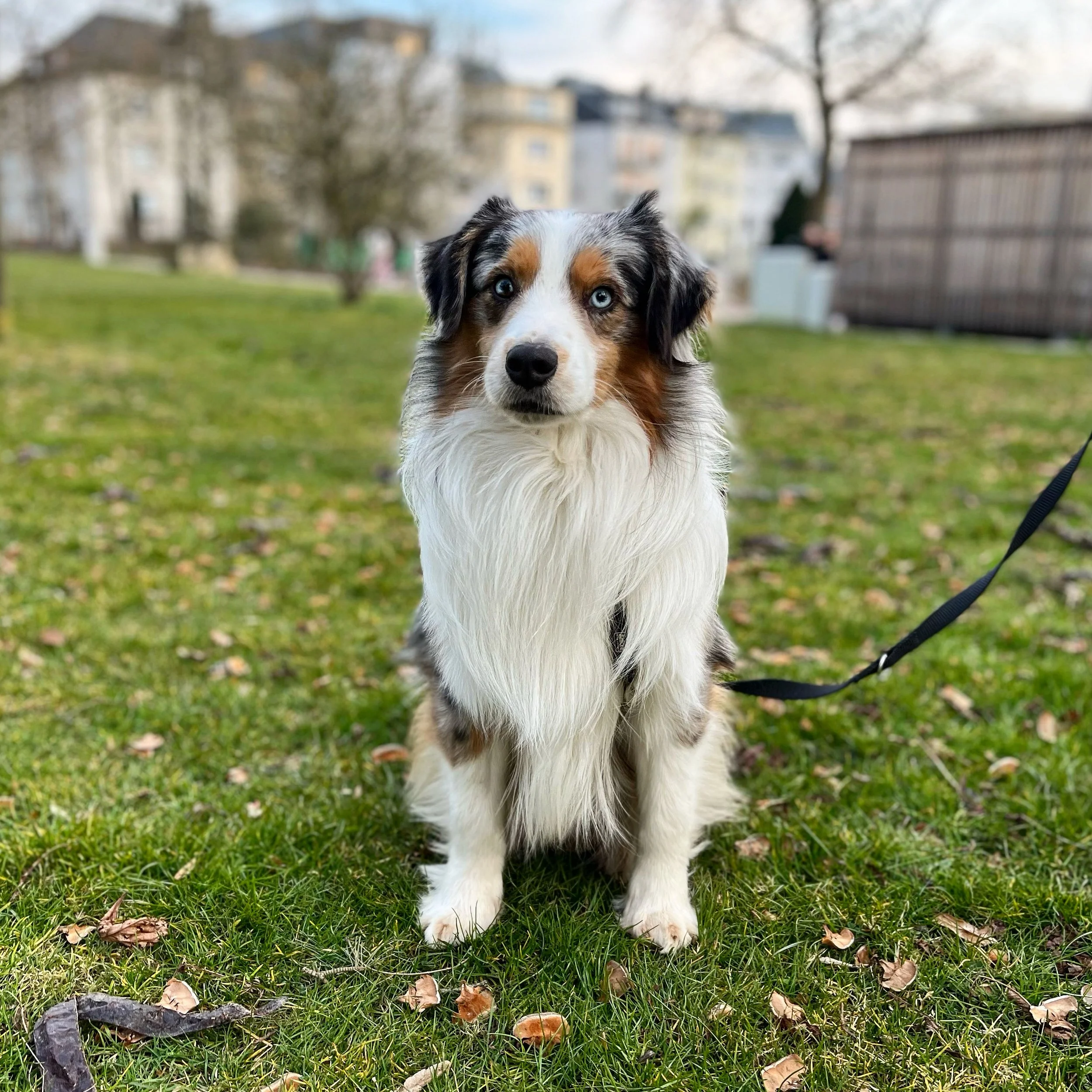 Four dogs sitting on a sandy beach at sunset, with the ocean and sky in the background.