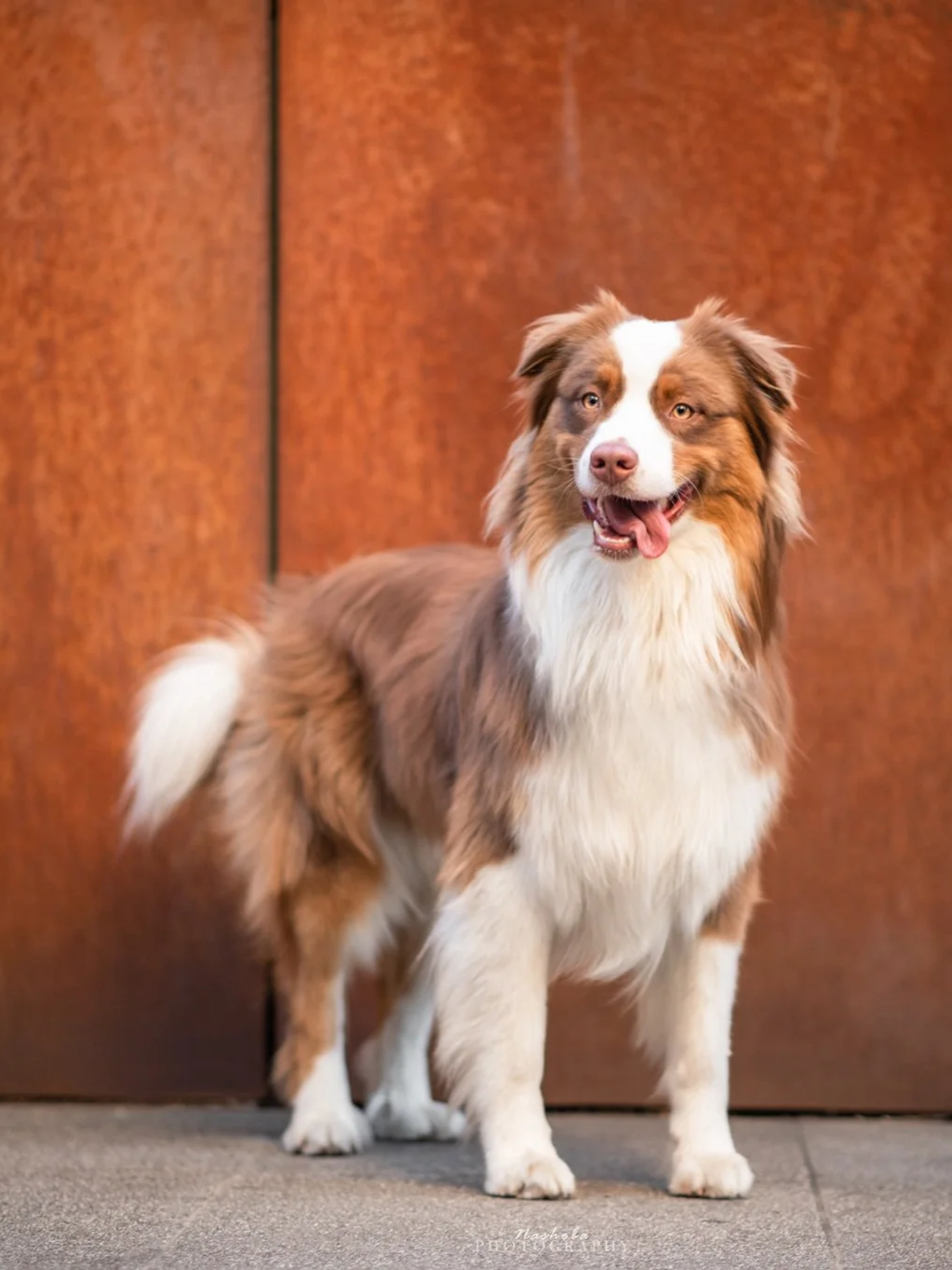 An Australian Shepherd dog with a multicolored coat standing in front of wooden doors, looking happy with its tongue out.
