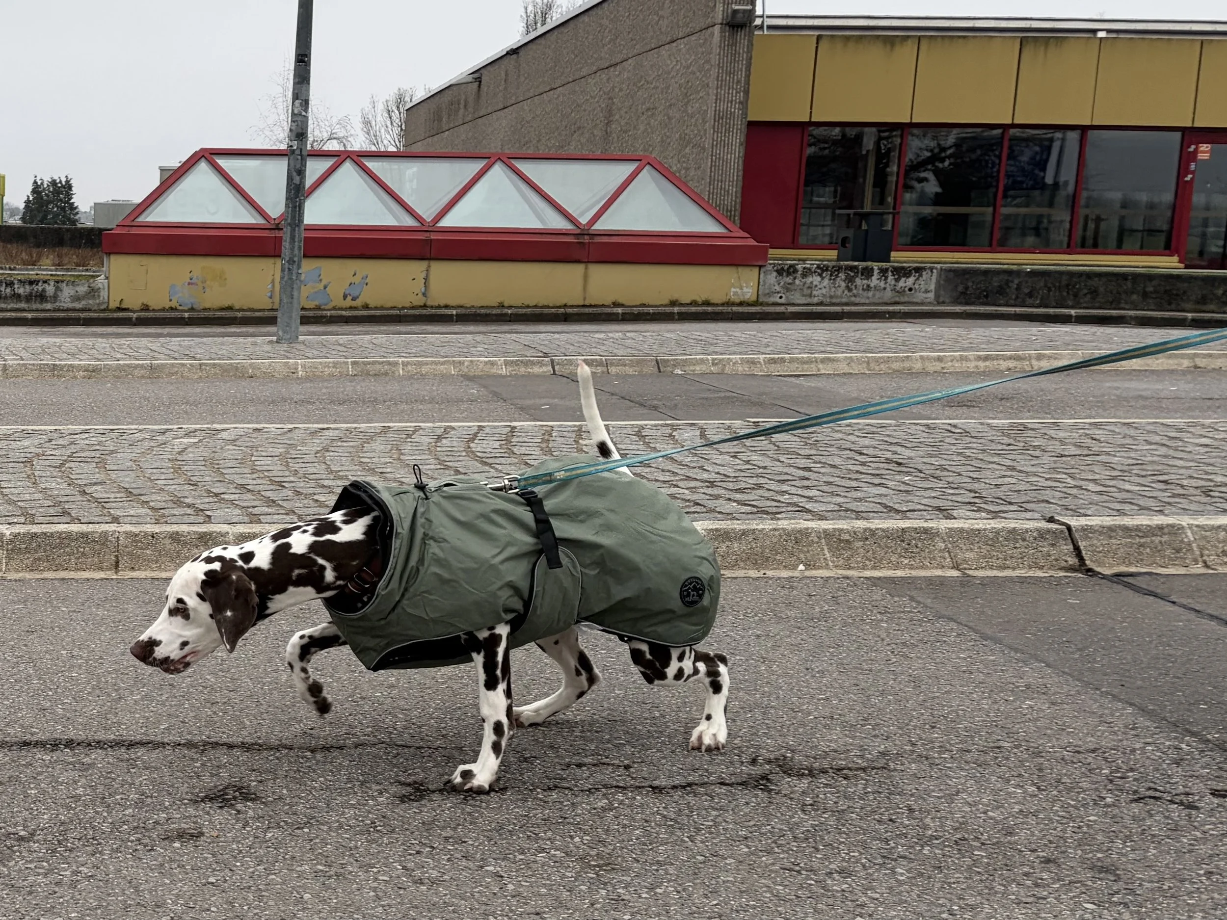 A woman walking a dog on a leash in a park, with trees and greenery in the background.