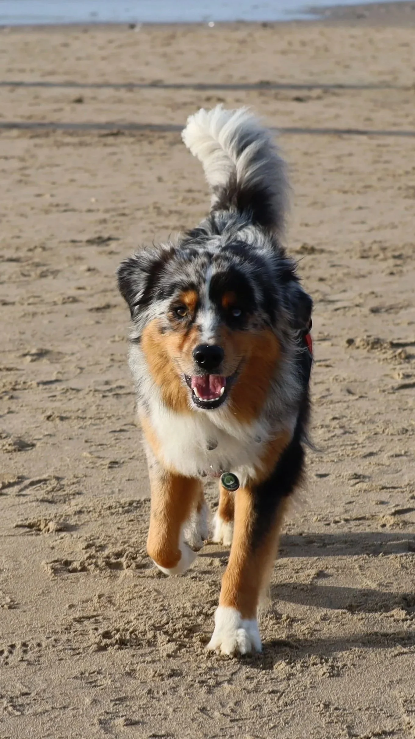 A happy Australian Shepherd dog running on a sandy beach with the ocean in the background.