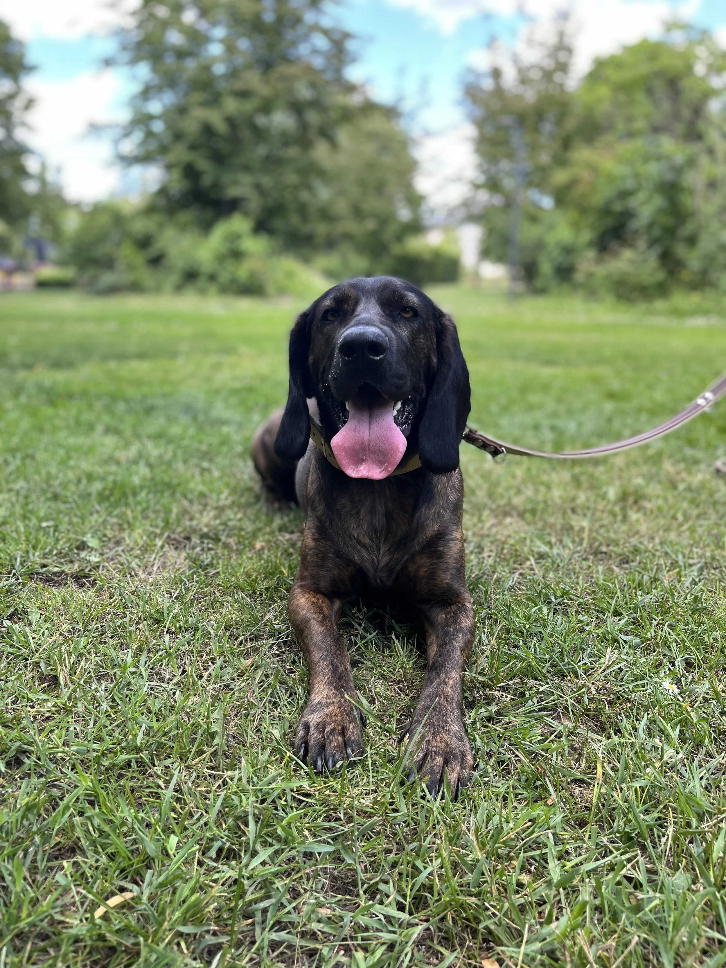 A happy black and brown dog lying on green grass in a park with trees and blue sky in the background.