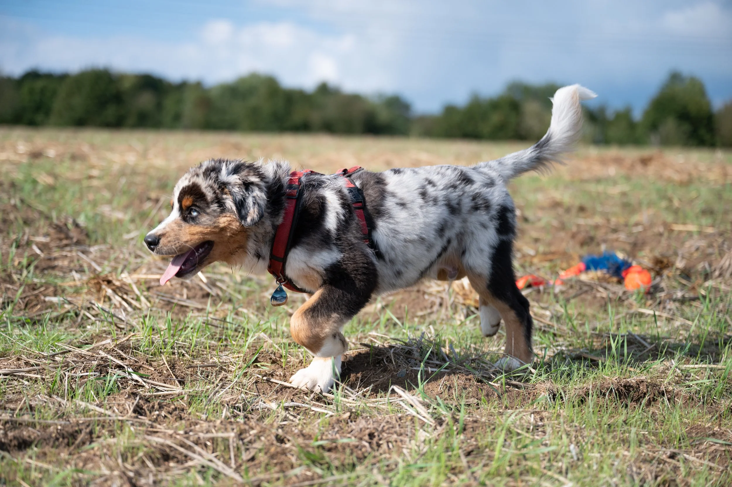 Australian Shepherd puppy with merle coat running in a field with a red harness and a toy in the background.