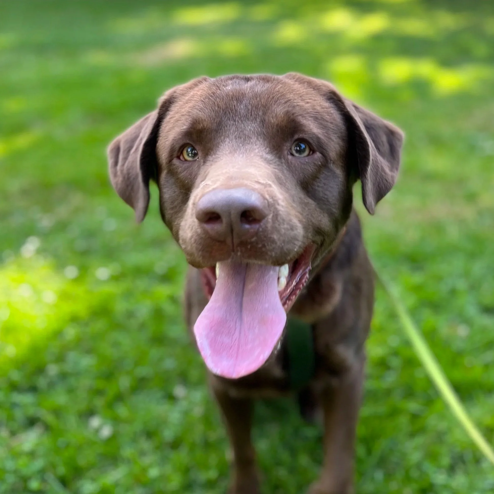 Close-up of a happy chocolate Labrador retriever with its tongue out, standing on green grass in a park.