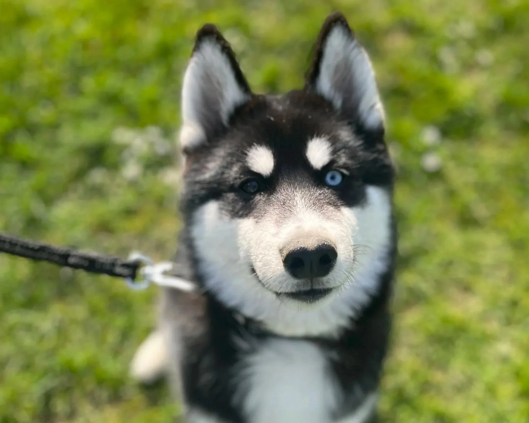 Close-up of a Siberian Husky with one blue eye and one brown eye, looking directly at the camera, on a leash in a grassy area.