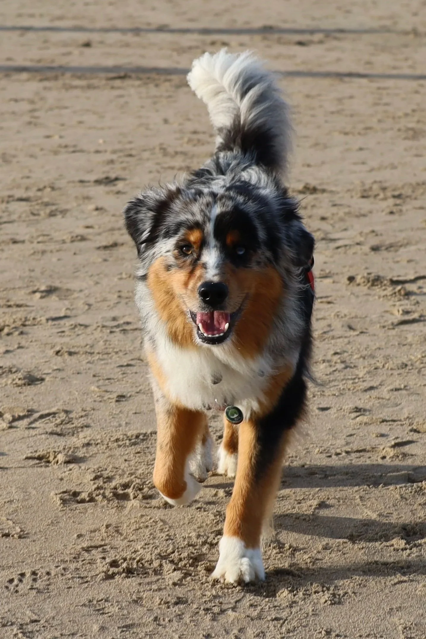 Australian Shepherd dog running on sandy beach, smiling with mouth open, fluffy tail up, sunny day.