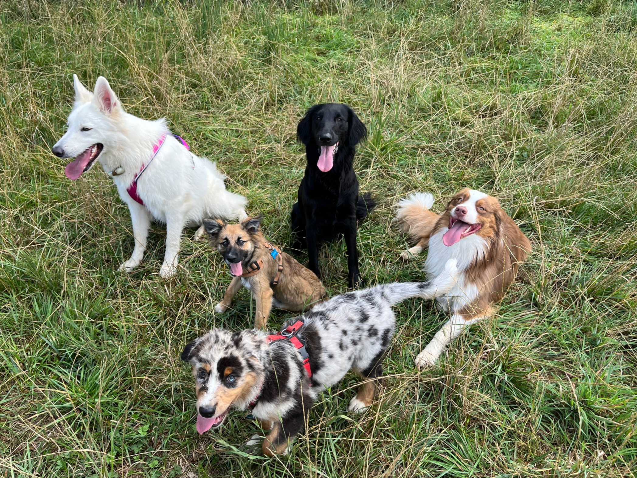 Six dogs sitting and lying on a grassy field, including a white dog with pink collar on the left, a black dog in the center, a brown and white dog with long fur on the right, a small tan dog with a blue collar below the white dog, a merle-colored puppy with a red harness in the front, and a small brown and white puppy next to the tan dog.