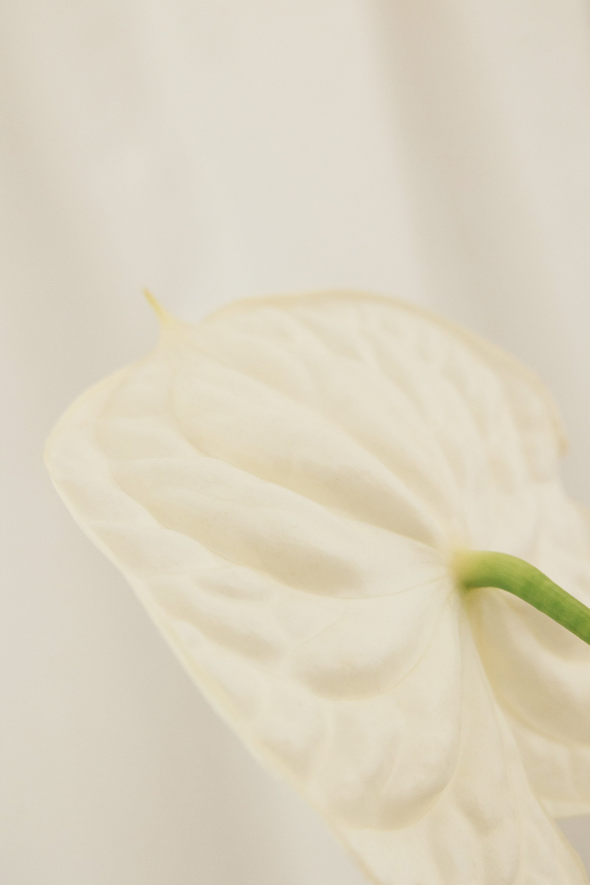 Close-up of a white anthurium flower with a green stem against a light background.